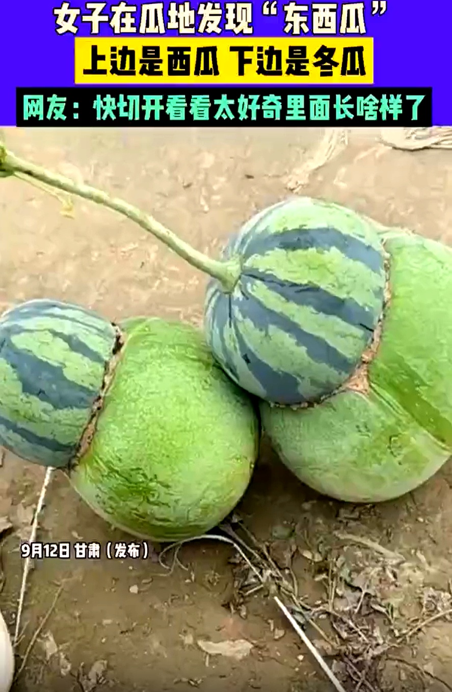 她看到一个西瓜和冬瓜长在了一起,仔细一看,原来不是两个瓜,而是同一