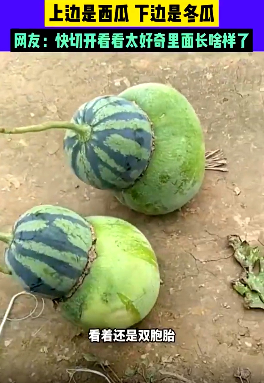 她看到一个西瓜和冬瓜长在了一起,仔细一看,原来不是两个瓜,而是同一