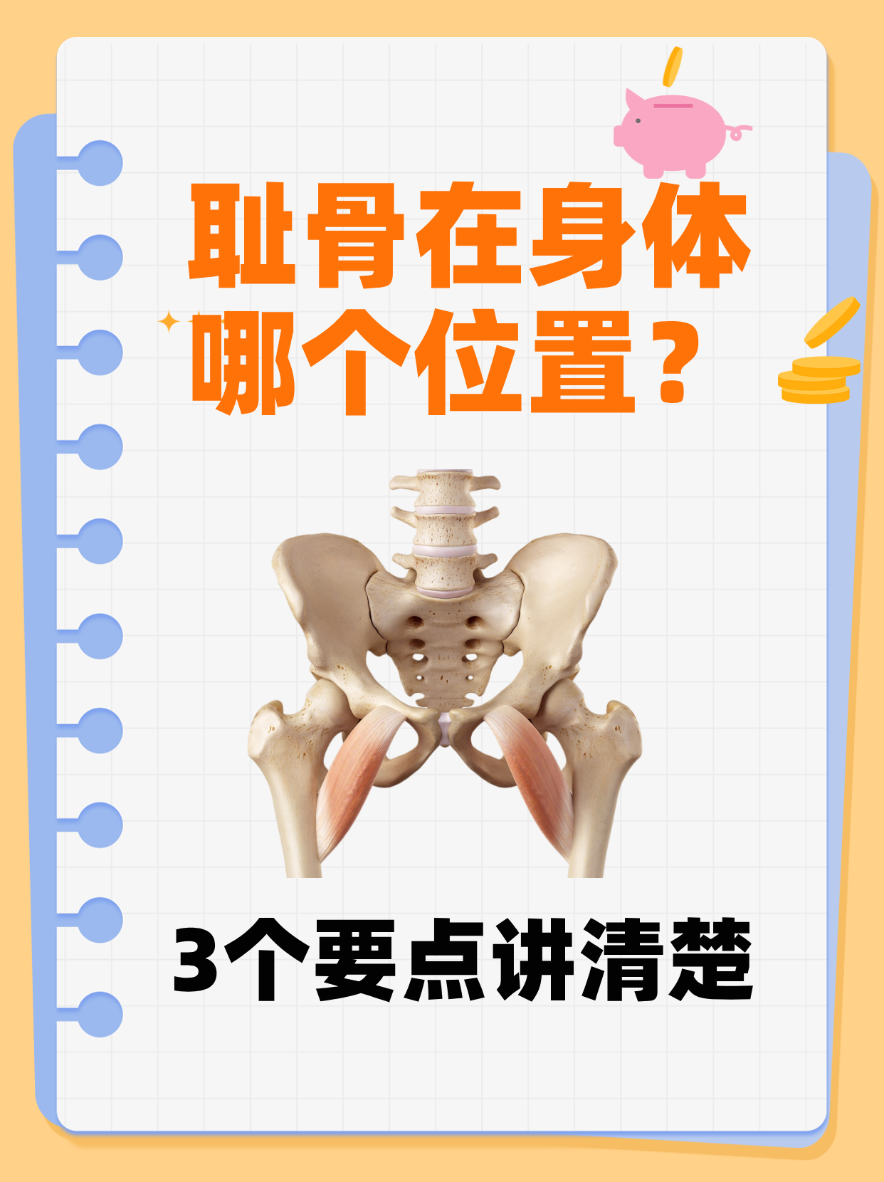 3个要点讲清楚 耻骨是骨盆的重要组成部分,很多人对它的位置比较模糊