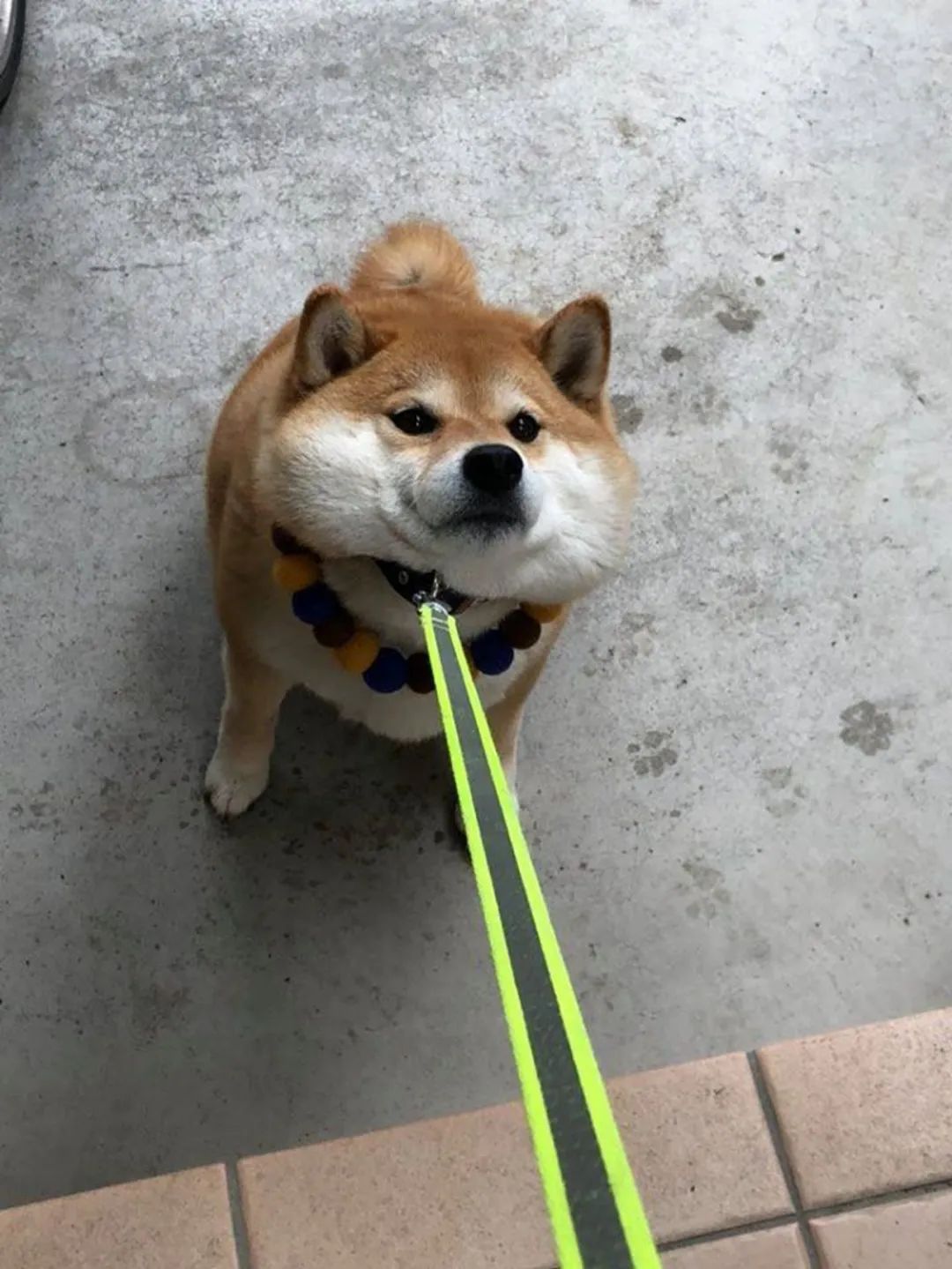 柴犬是种日本小型犬会拆家比较倔出去遛弯会动不动就不走了怎么