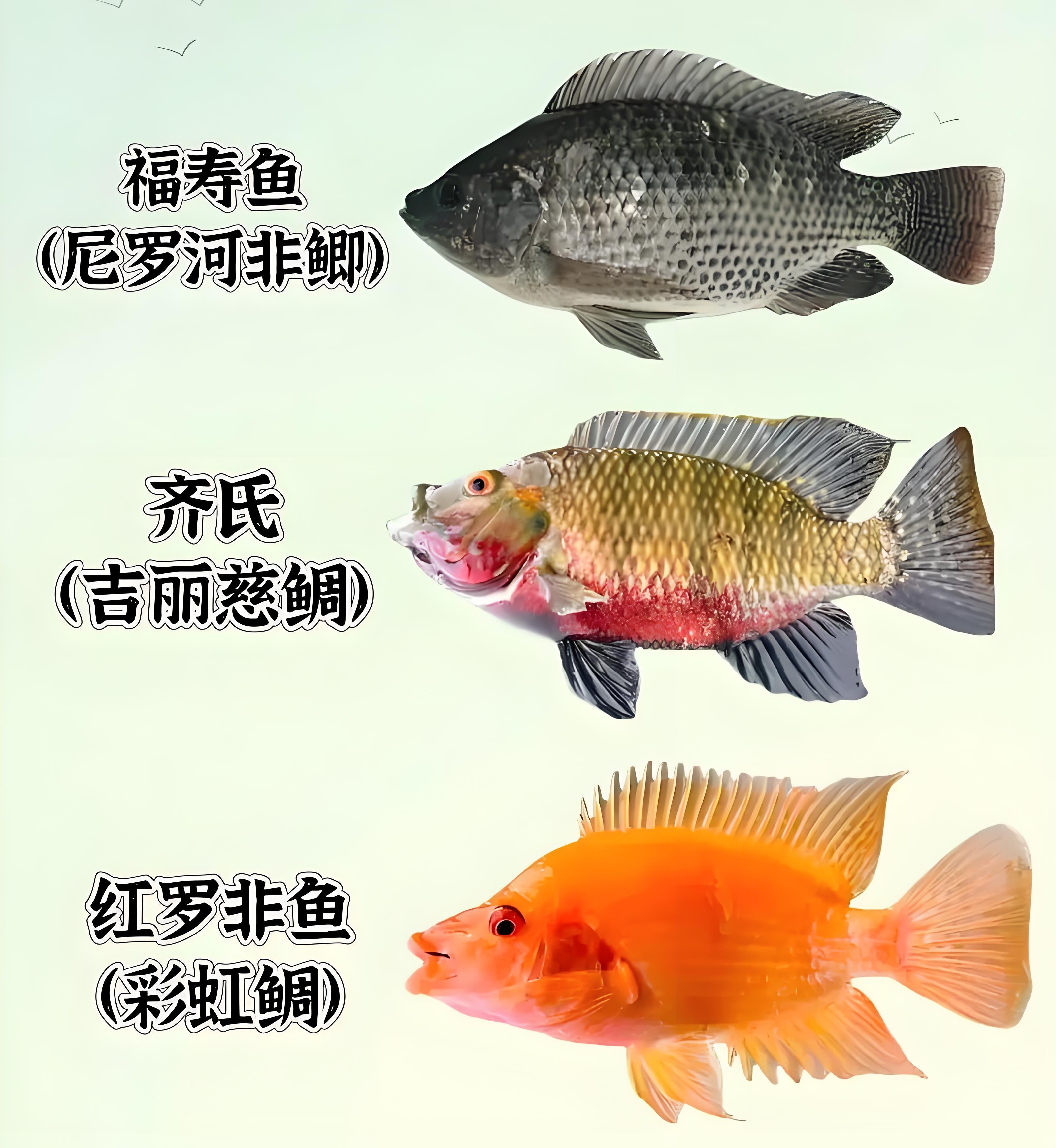 为什么海水比淡水更具挑战性用于生活？