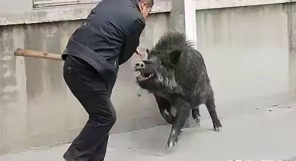 安徽,一头野猪咬断护栏闯进幼儿园,正在操场上玩耍的孩子们吓得大哭