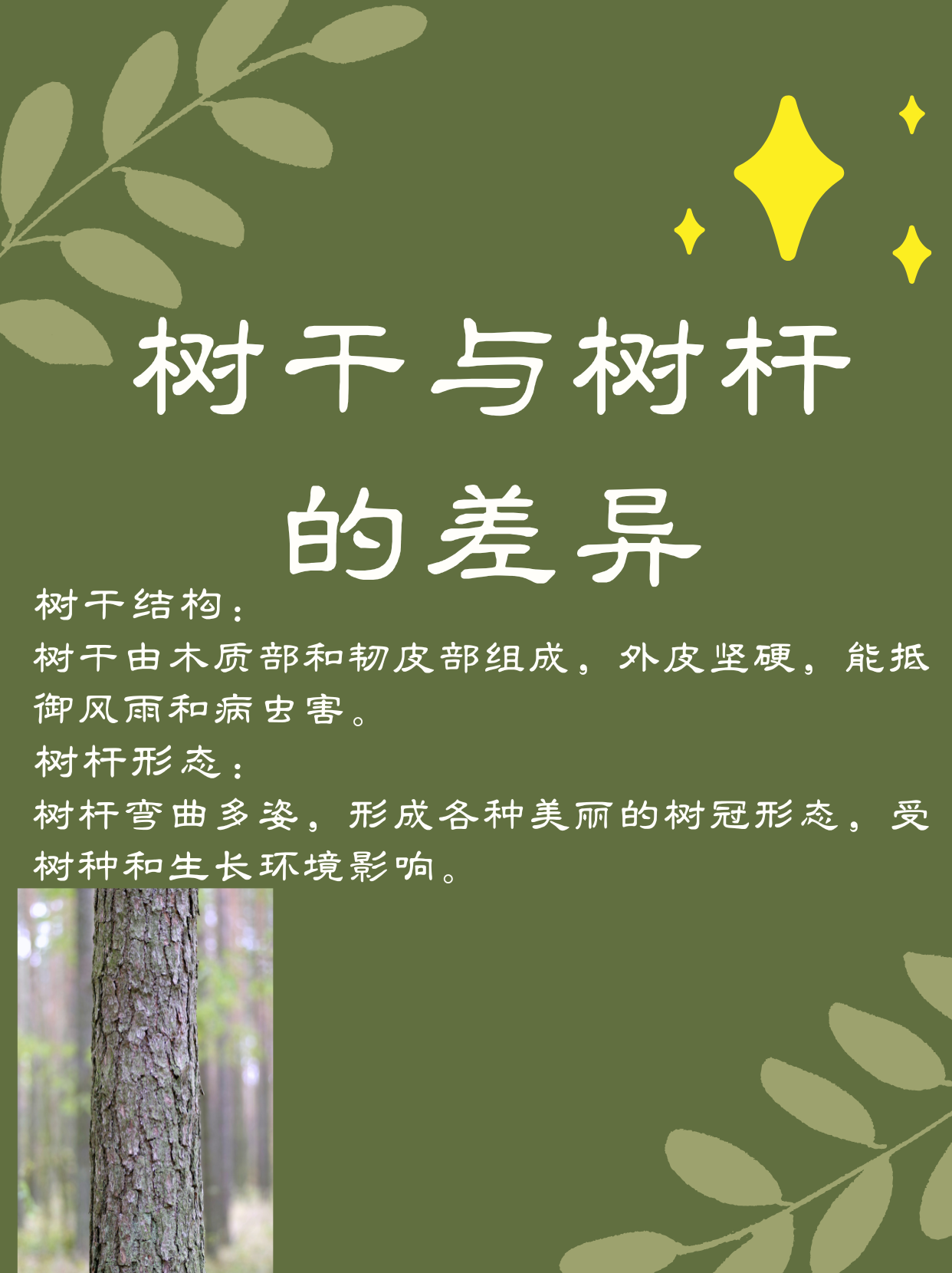 直到有一次,和植物学教授朋友闲聊,我才恍然大悟