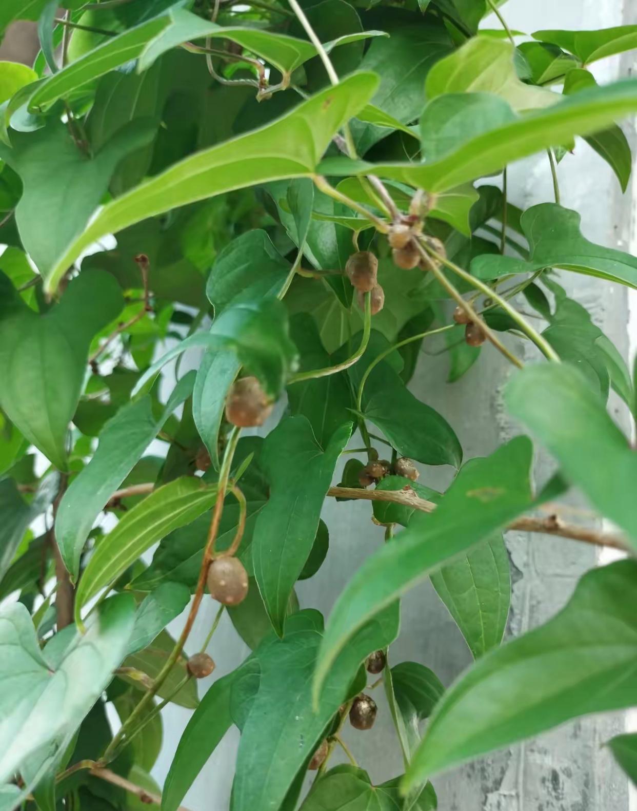 我没事就去他们家.他们都上班,孙子上小学