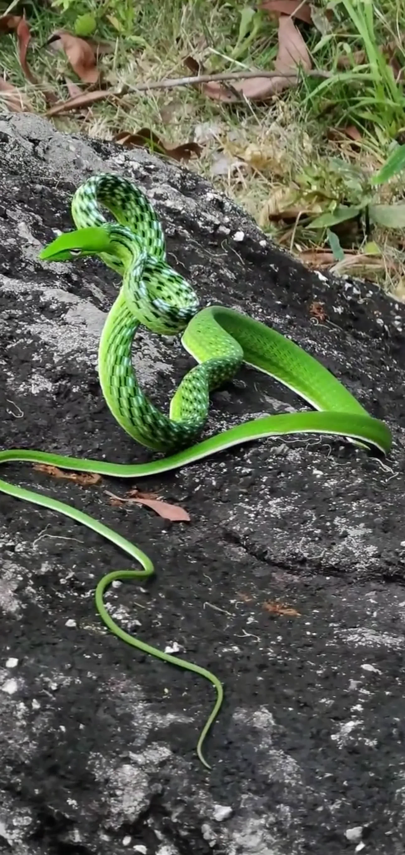 广东惠州,一位村民上山玩时,意外拍到一条盘在岩石上的奇怪青蛇