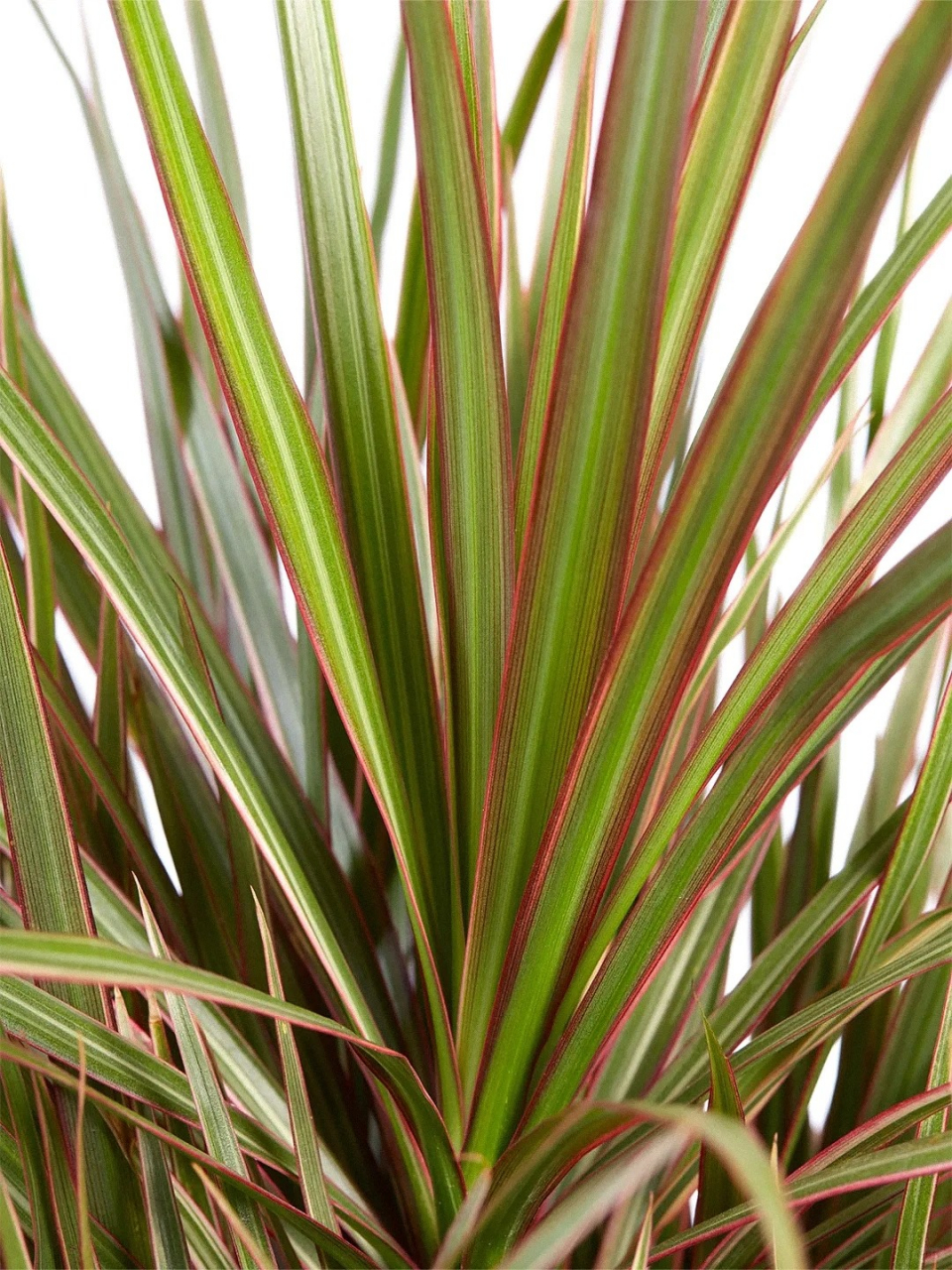 千年木的养殖方法  红边龙血树是多年生常绿灌木,因生命力强悍,能活