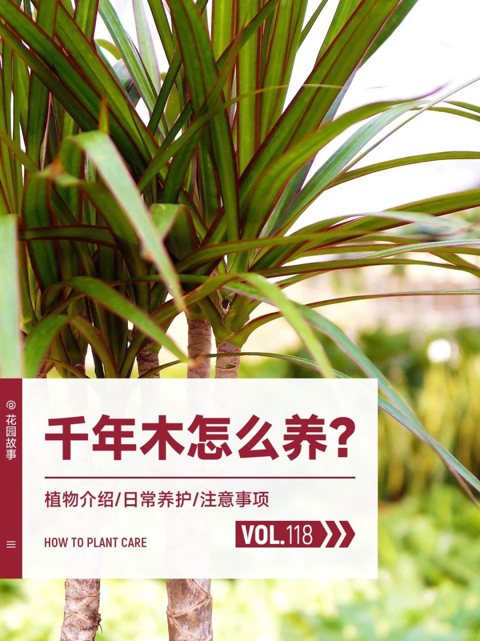 千年木的养殖方法  红边龙血树是多年生常绿灌木,因生命力强悍,能活