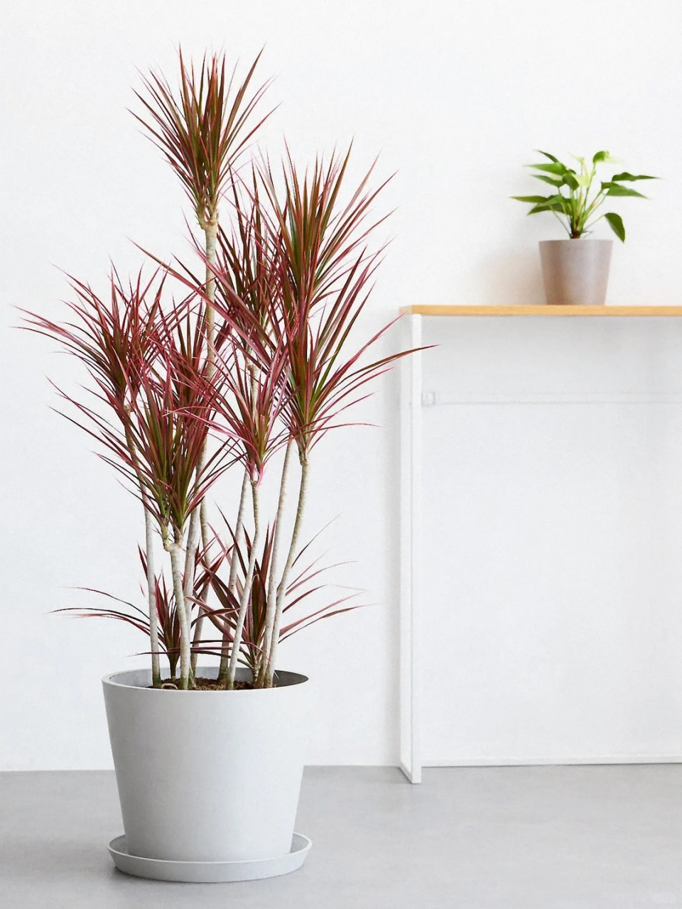 千年木的养殖方法  红边龙血树是多年生常绿灌木,因生命力强悍,能活