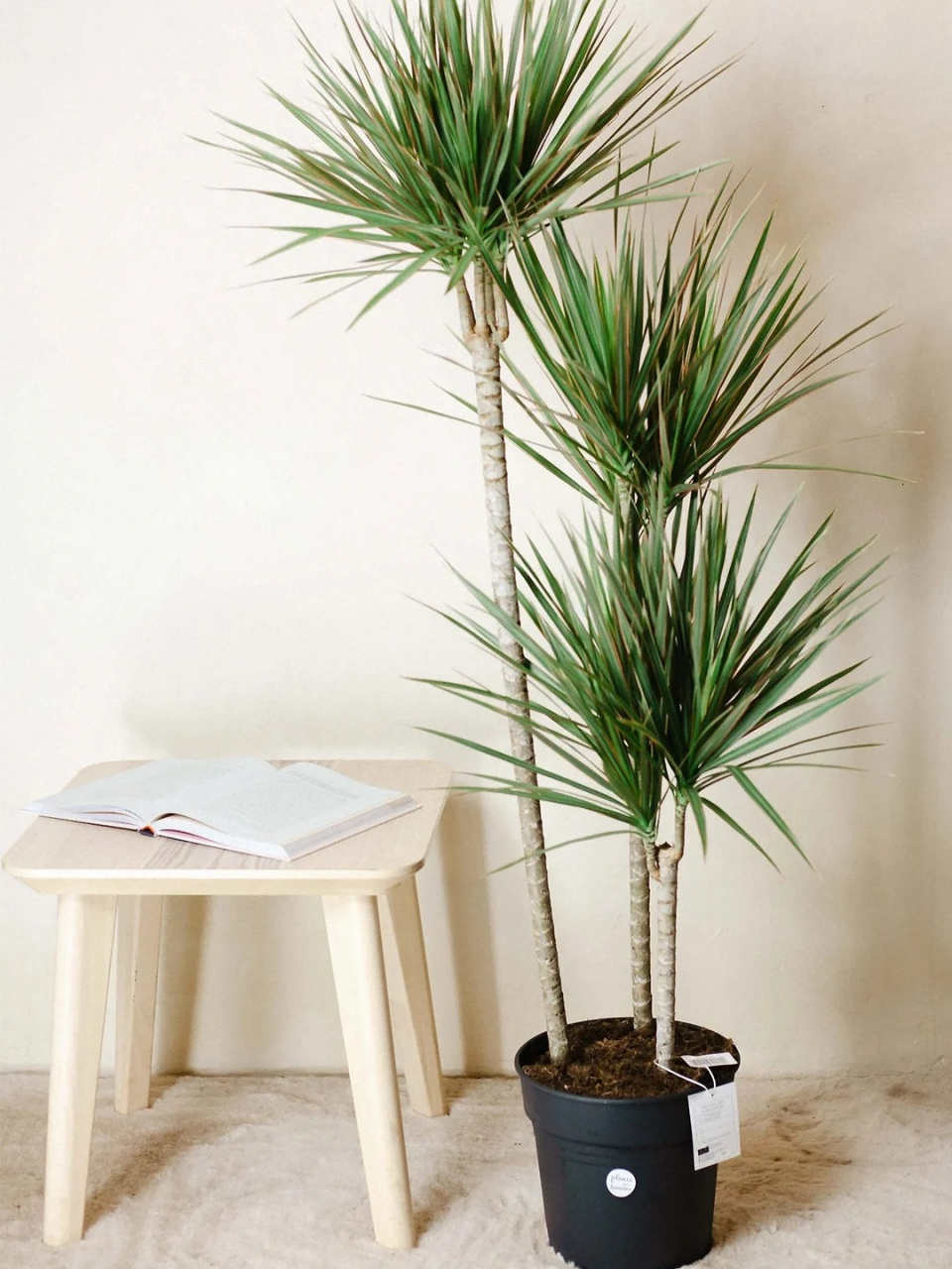 千年木的养殖方法  红边龙血树是多年生常绿灌木,因生命力强悍,能活