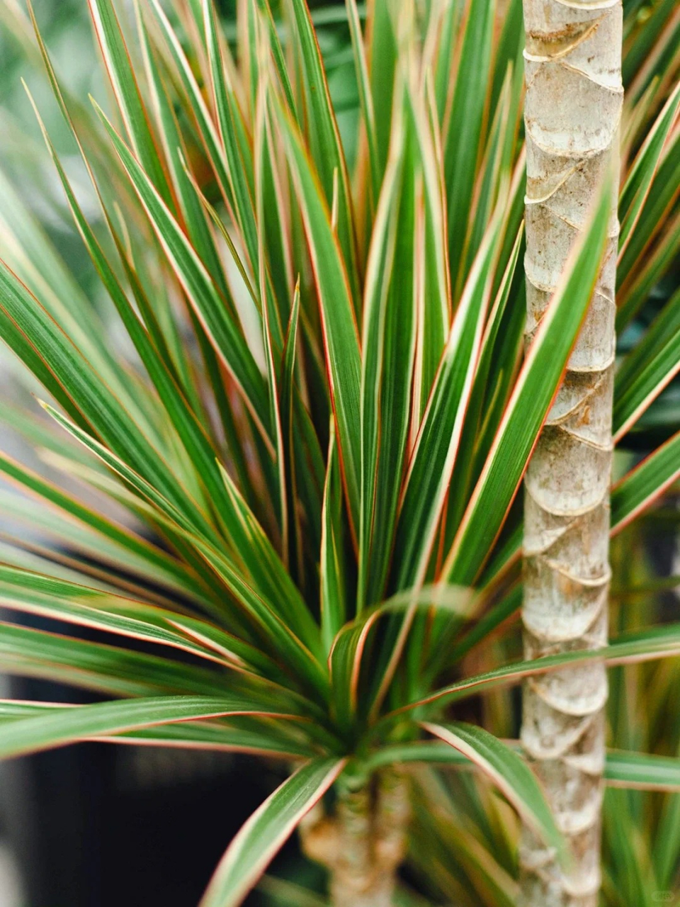 千年木的养殖方法  红边龙血树是多年生常绿灌木,因生命力强悍,能活