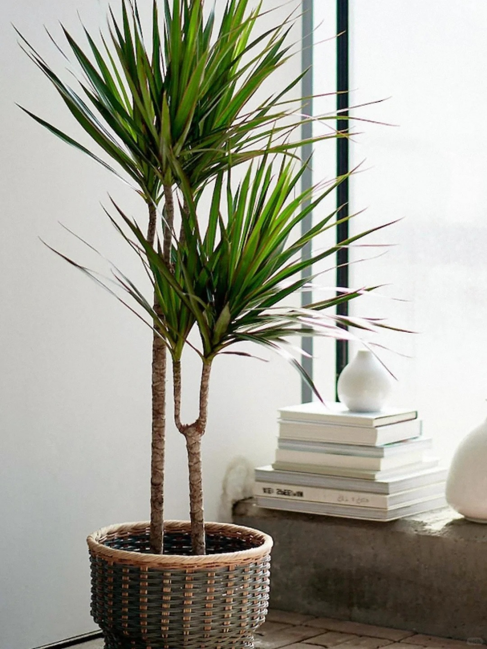 千年木的养殖方法  红边龙血树是多年生常绿灌木,因生命力强悍,能活