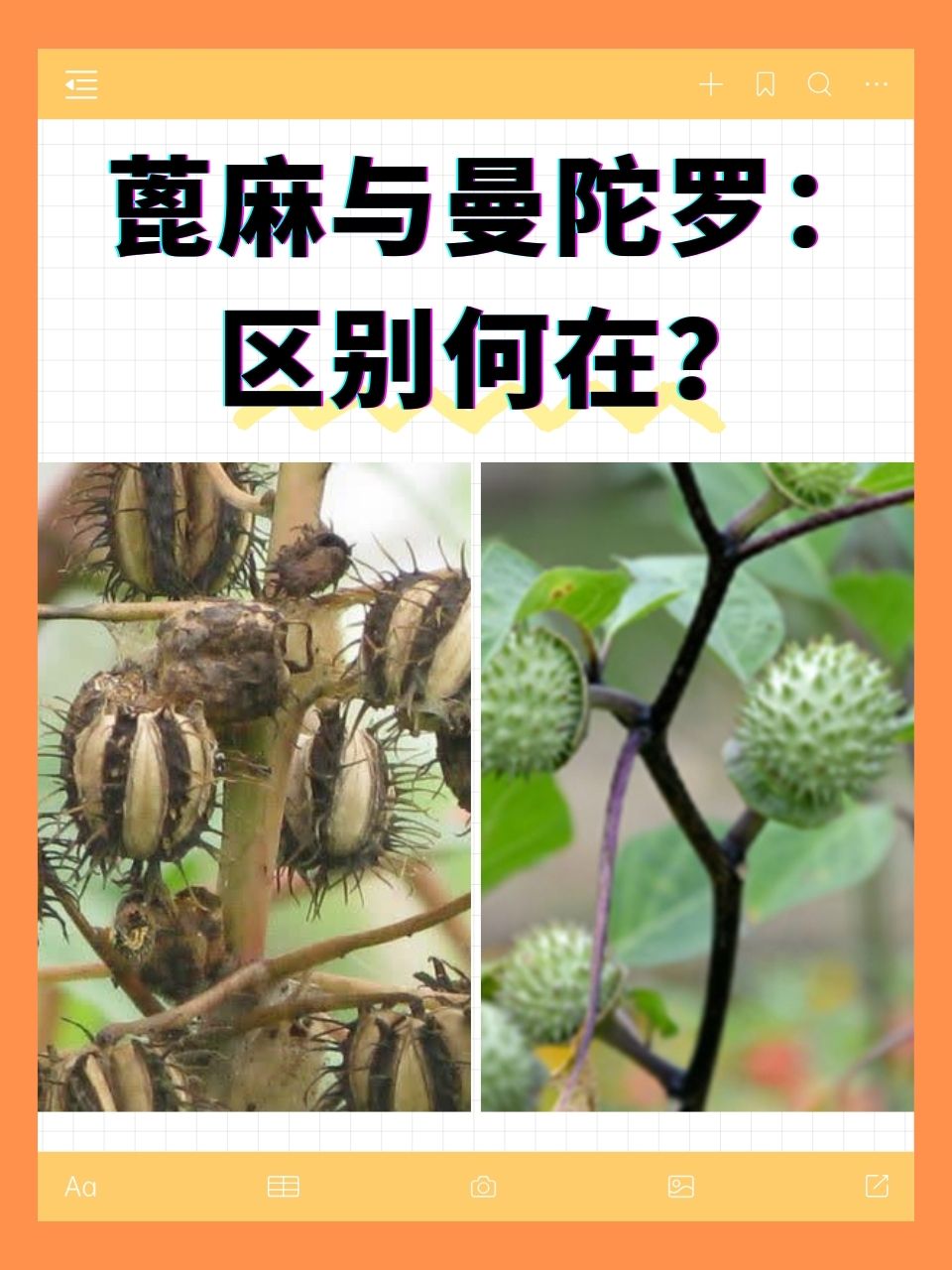 蓖麻与曼陀罗:区别何在?