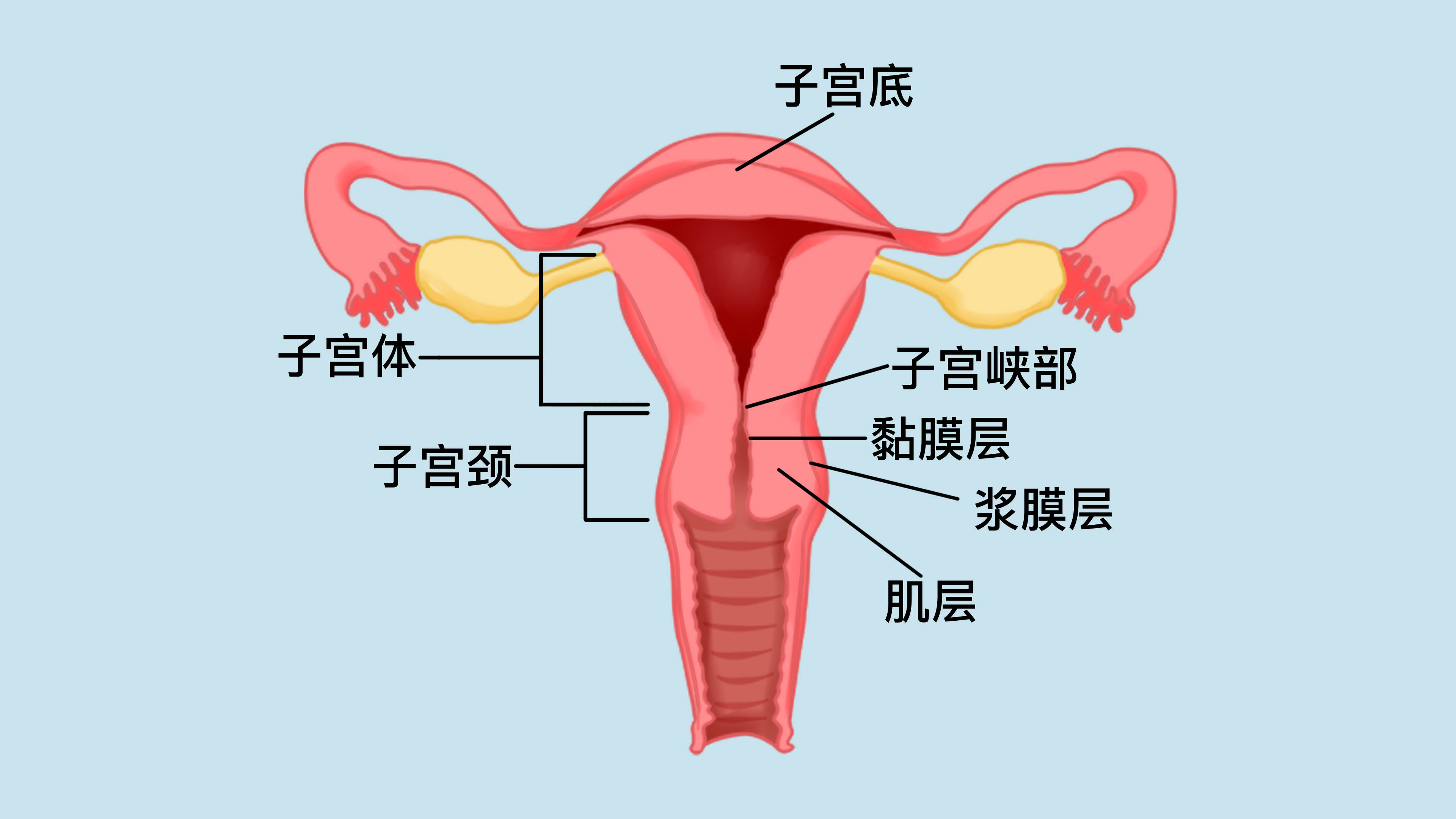 子宫内膜异位症的检查方法如下: 1,妇科检查:医生通过双合诊或三合诊