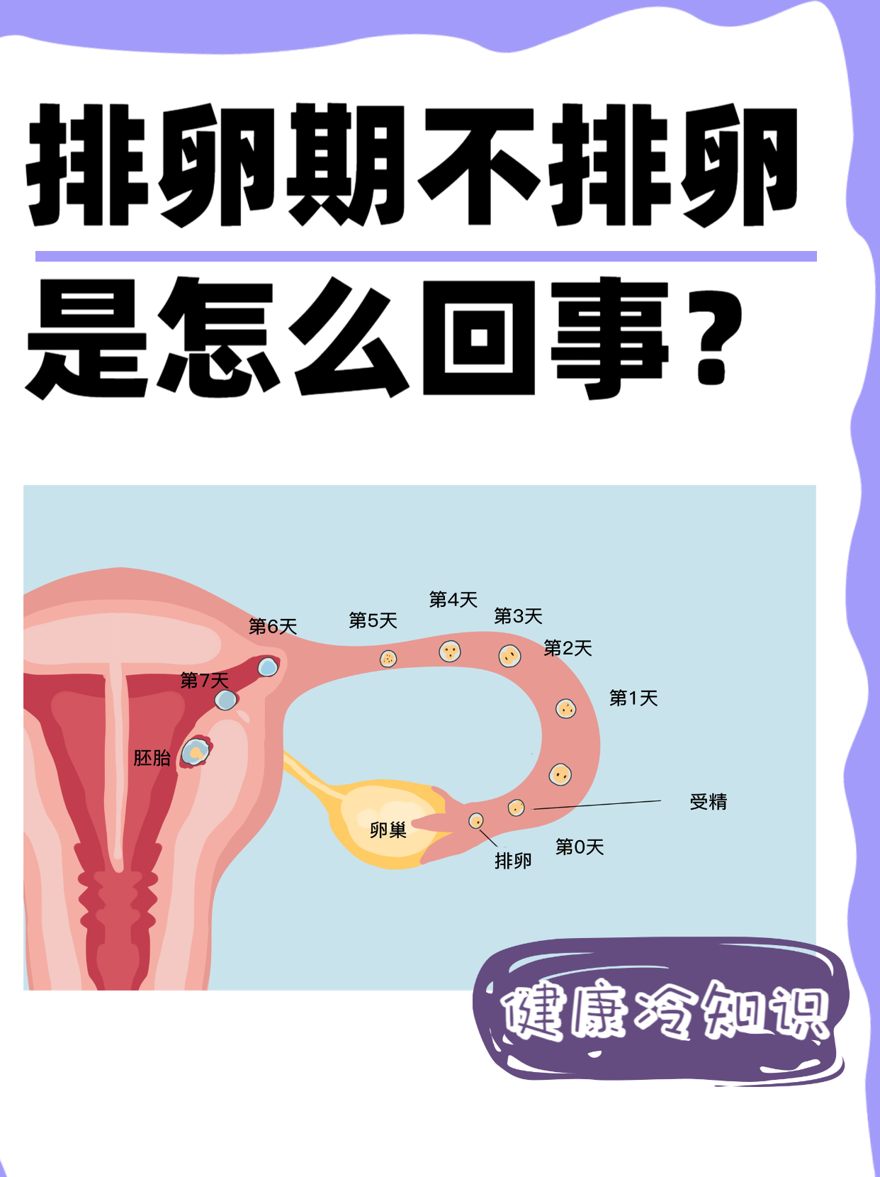 卵巢卵泡多大正常(卵巢卵泡多大可以排卵)