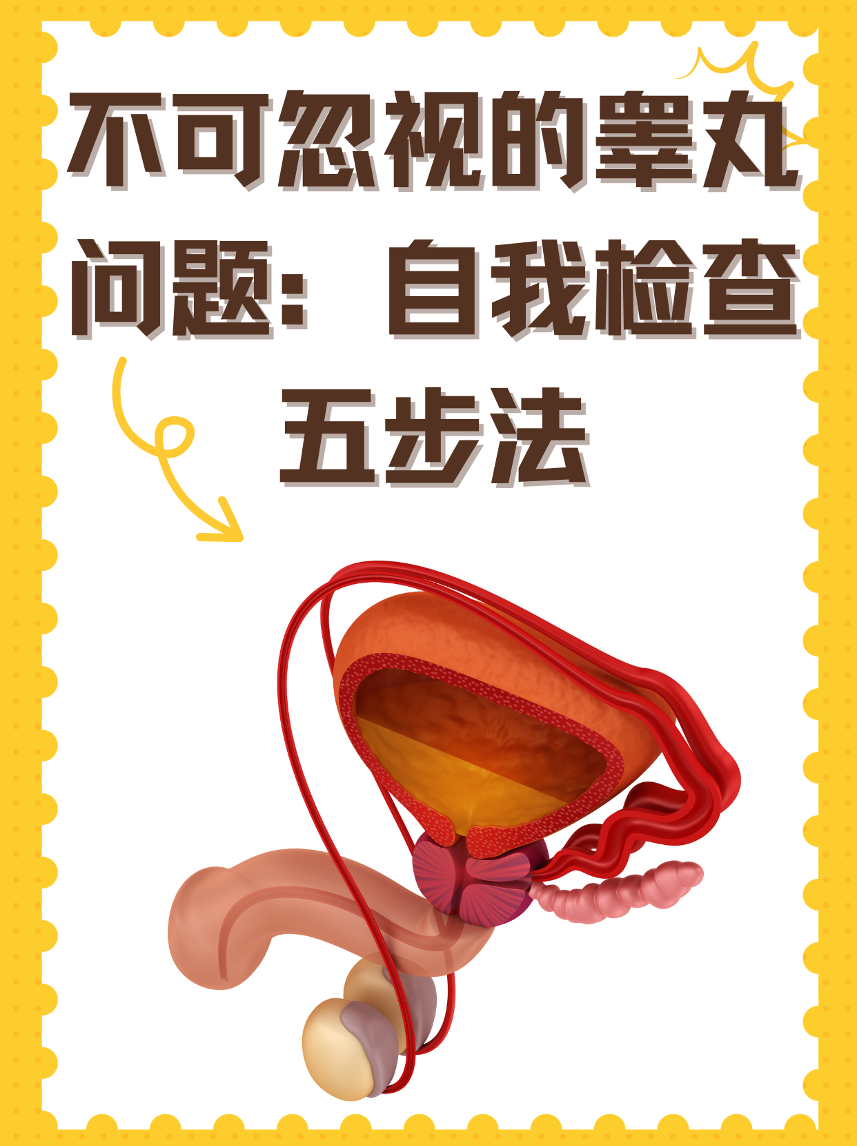 睾丸为什么会自己动