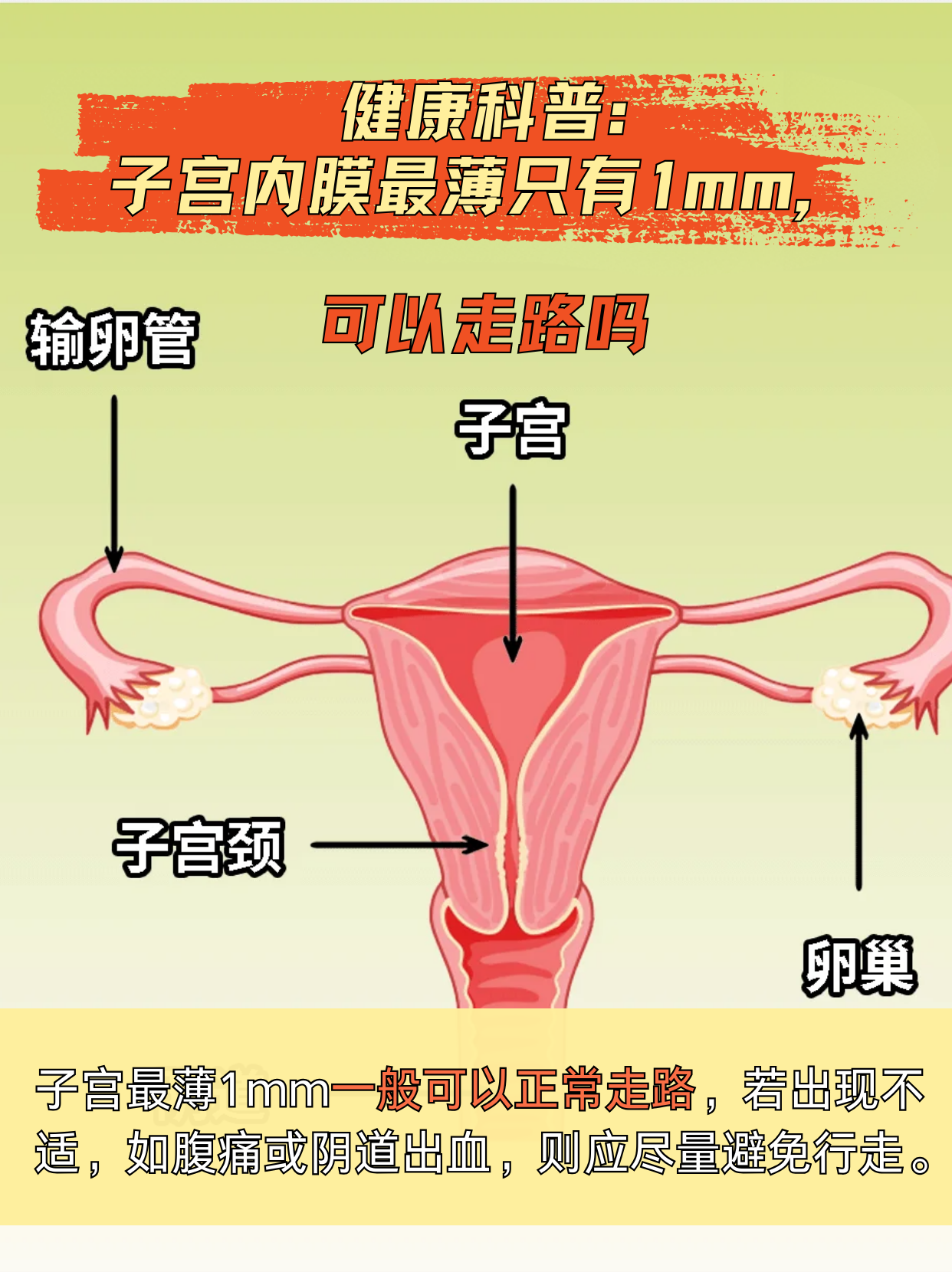 子宫内膜位置图图片