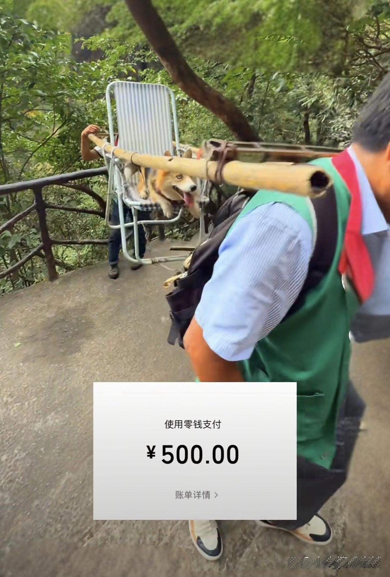 一网友假期带狗狗爬三清山没几步狗狗就累趴