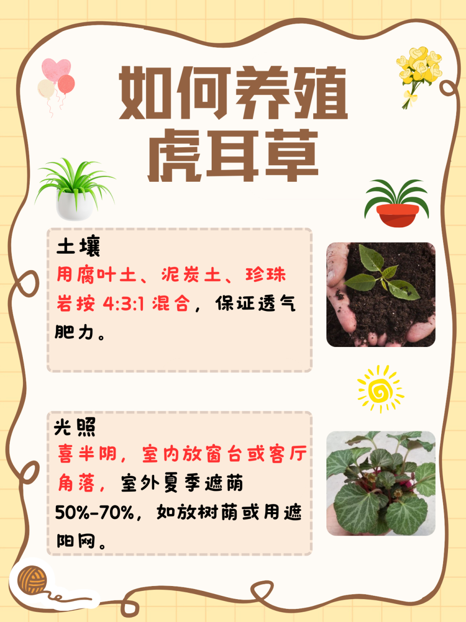 虎耳草治荨麻疹怎么用图片