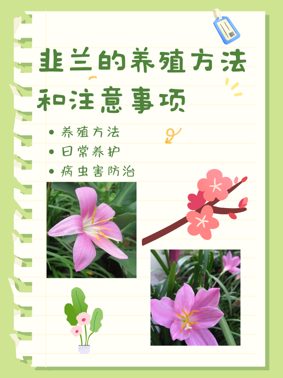 韭菜兰花种植方法图片