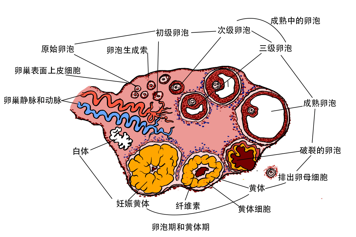黄体破裂的主要原因是什么?