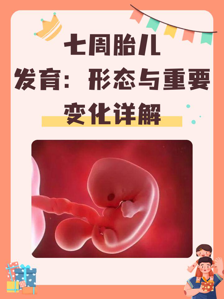 怀孕七周,胎儿正经历着迅速的发育变化,这一阶段是胎儿发育的关键
