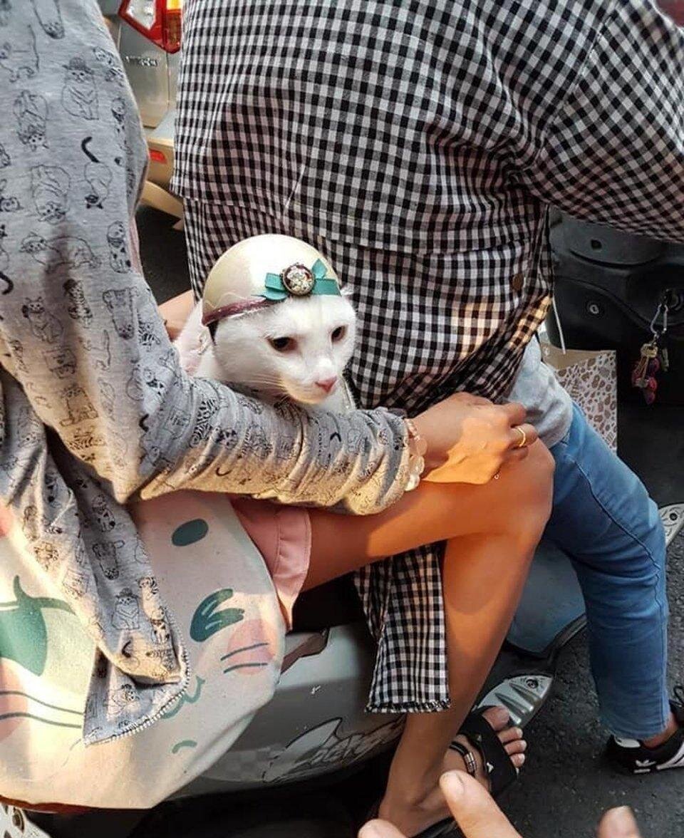 今天在大街上偶遇搞笑,暖心的一幕,一对情侣骑着电动车,带着他们心爱