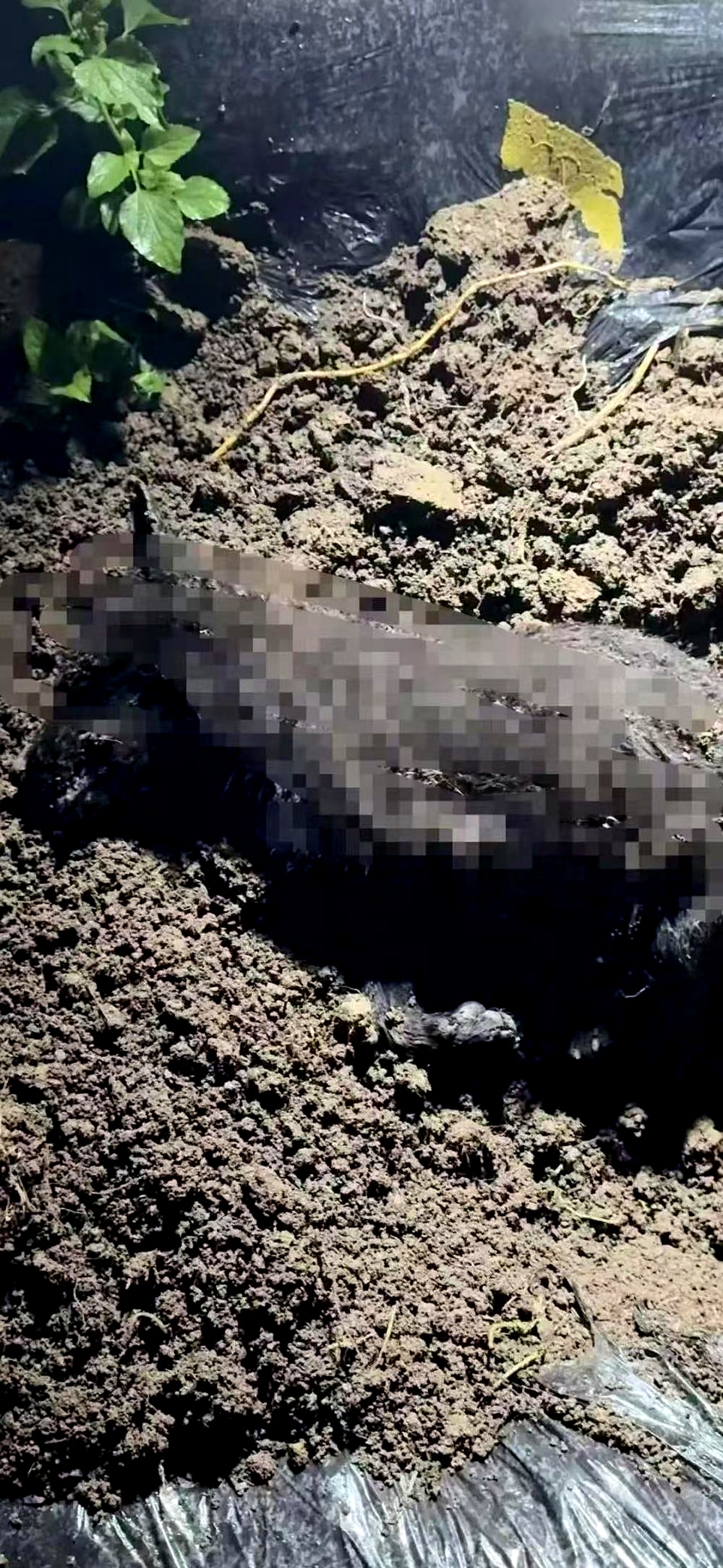 7月24号晚上,重庆一个村子的陈先生说,他的大伯去