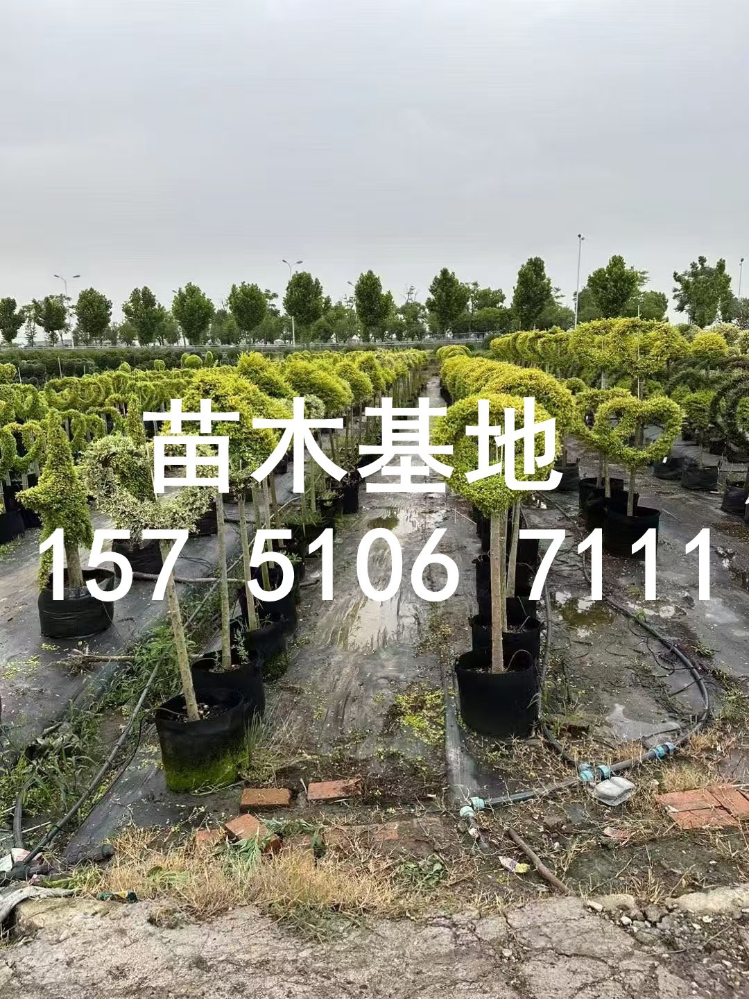 北方庭院景观树有哪些?