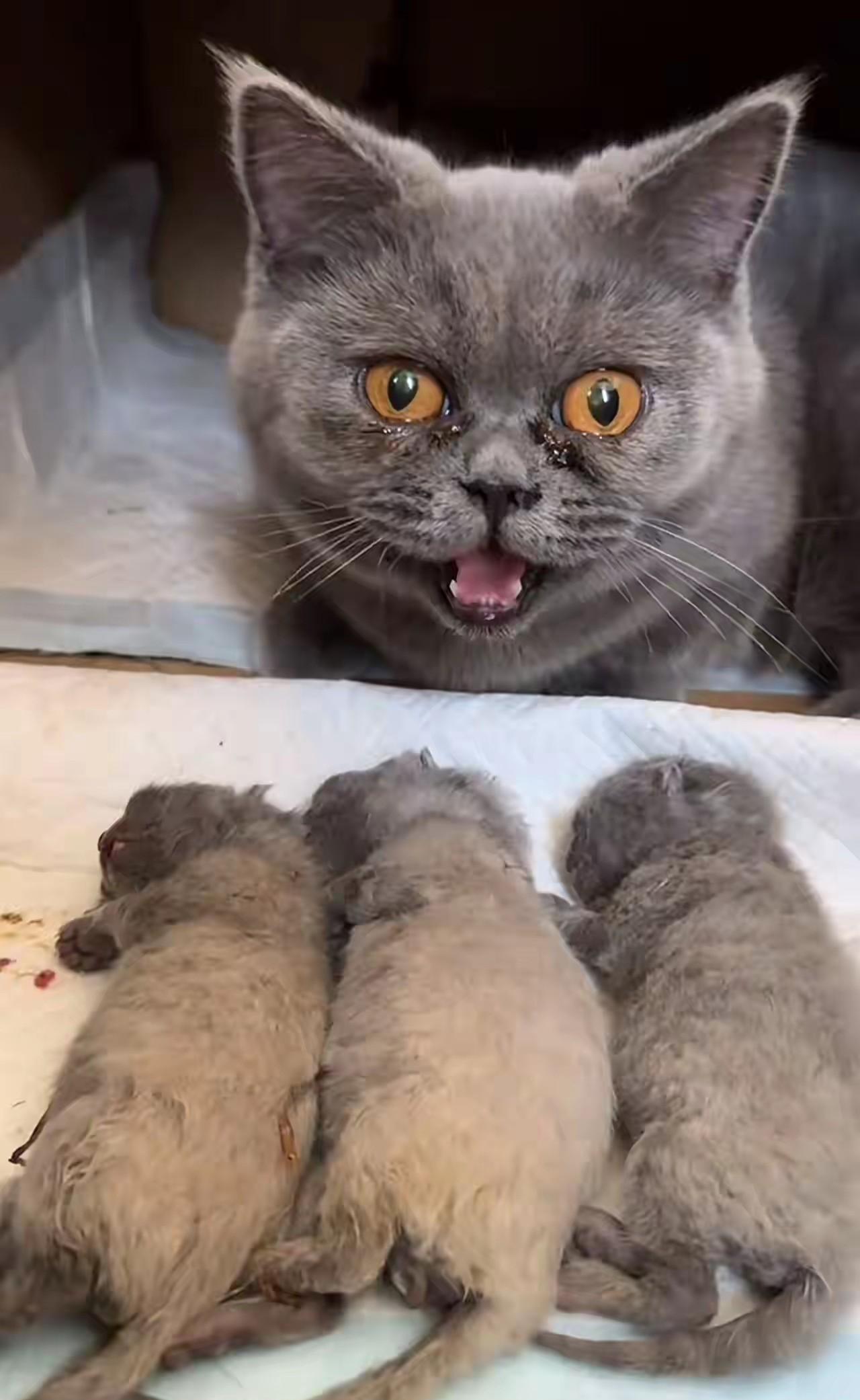 亲戚家的小孩把三只小猫弄死了猫妈妈伤心地都哭了