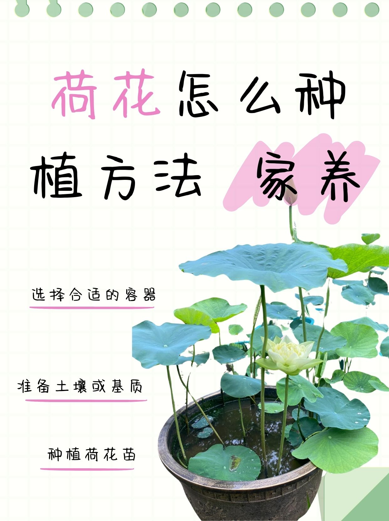 荷花种植方法图片