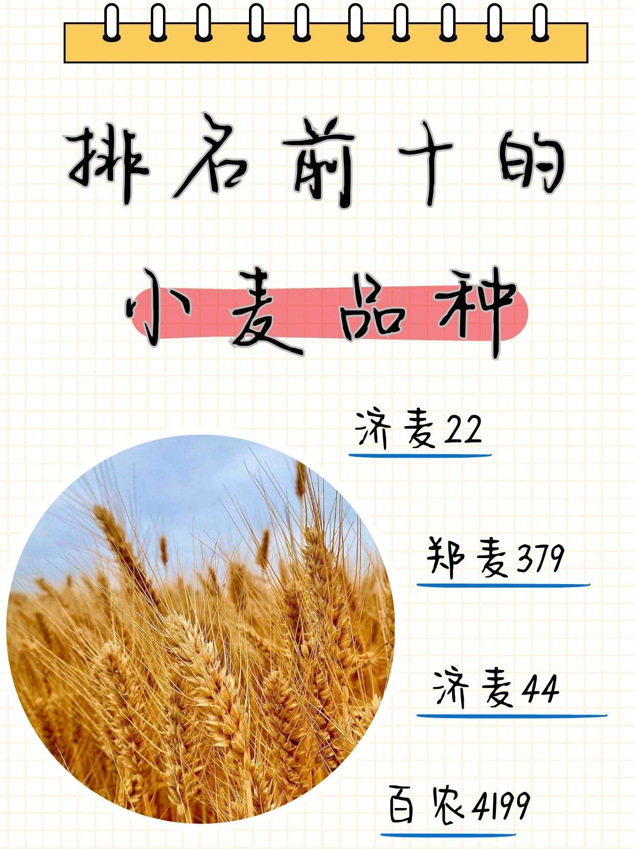 不光种植产地分布广泛,品种方面更是数不胜数,因小麦十大品牌排行榜