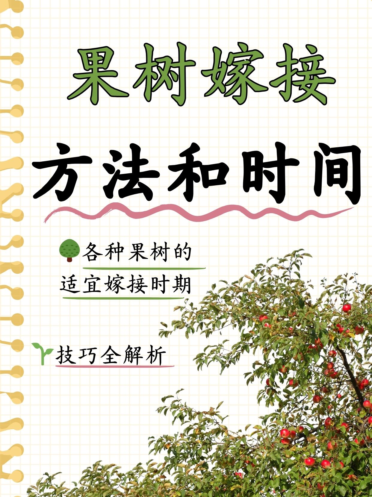 果树嫁接方法和时间  果树嫁接秘籍大公开,时机与方法全攻略  梨君小