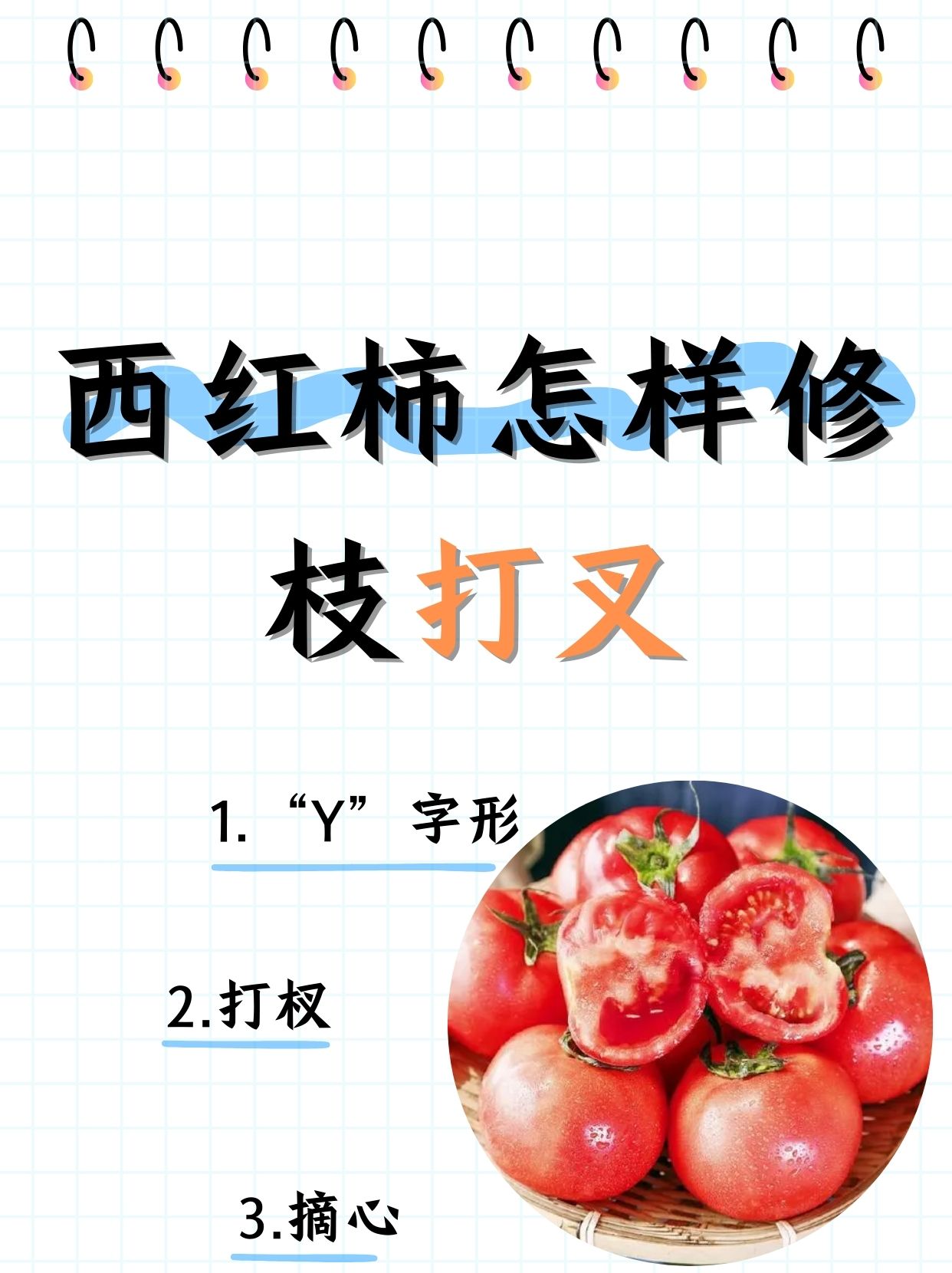 揭秘"y"字形双杆整枝术,与打杈摘心的小秘密  番茄的整枝艺术,可是一