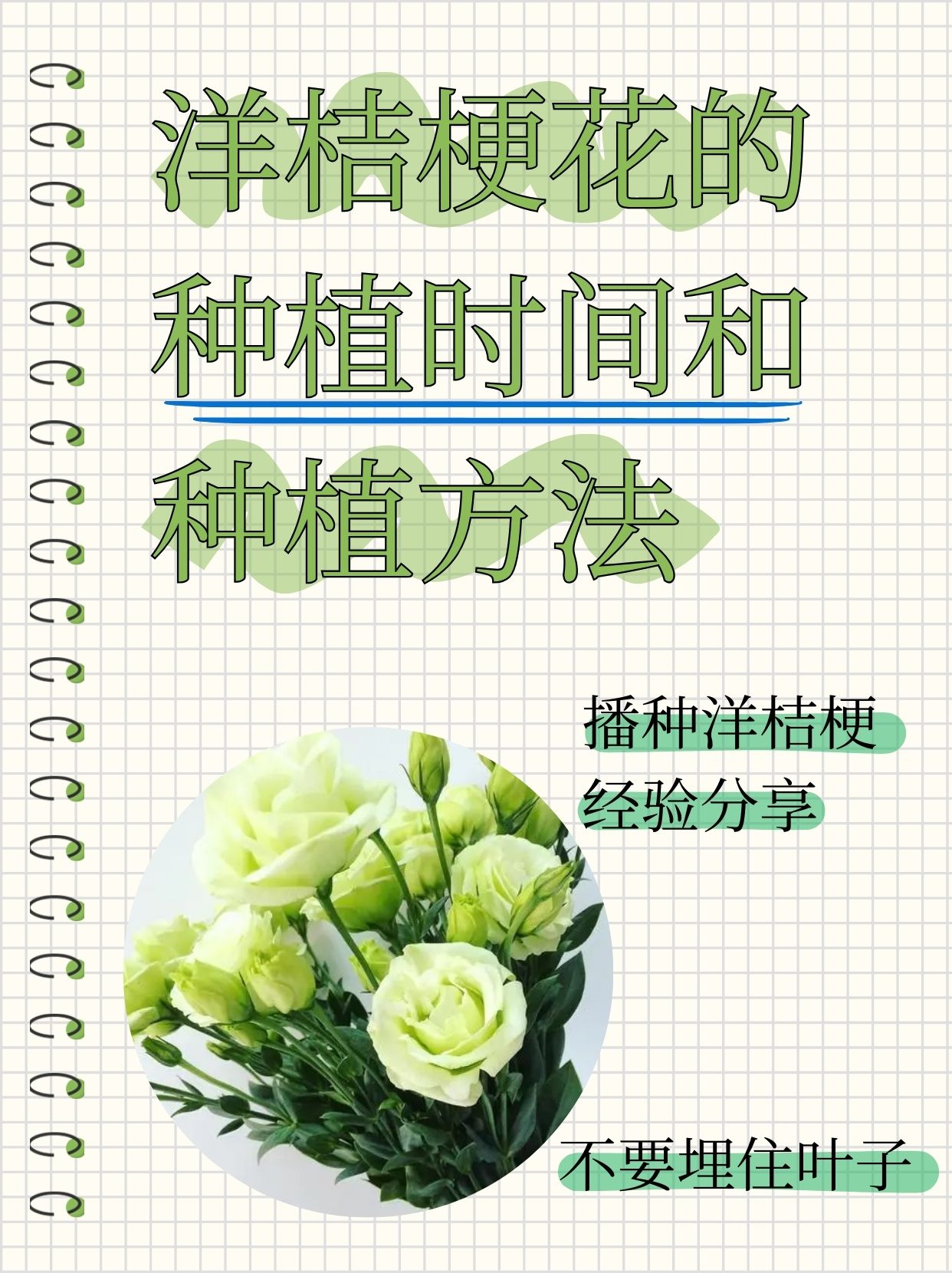 洋桔梗花的种植时间和种植方法   99%成功率的洋桔梗播种秘籍,悄悄