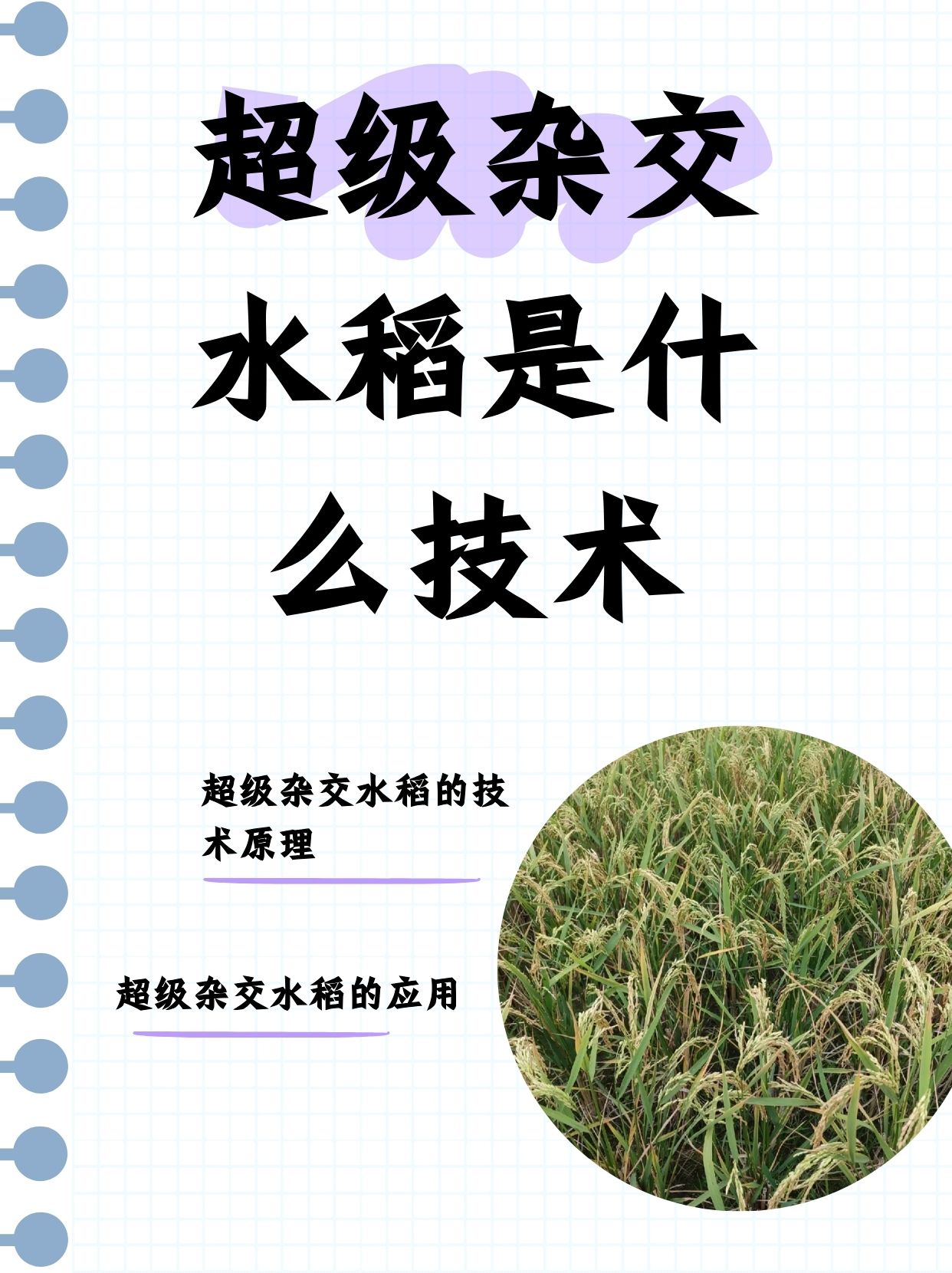 超级杂交水稻是什么技术   一,超级杂交水稻:基因界的奇妙联姻 超级