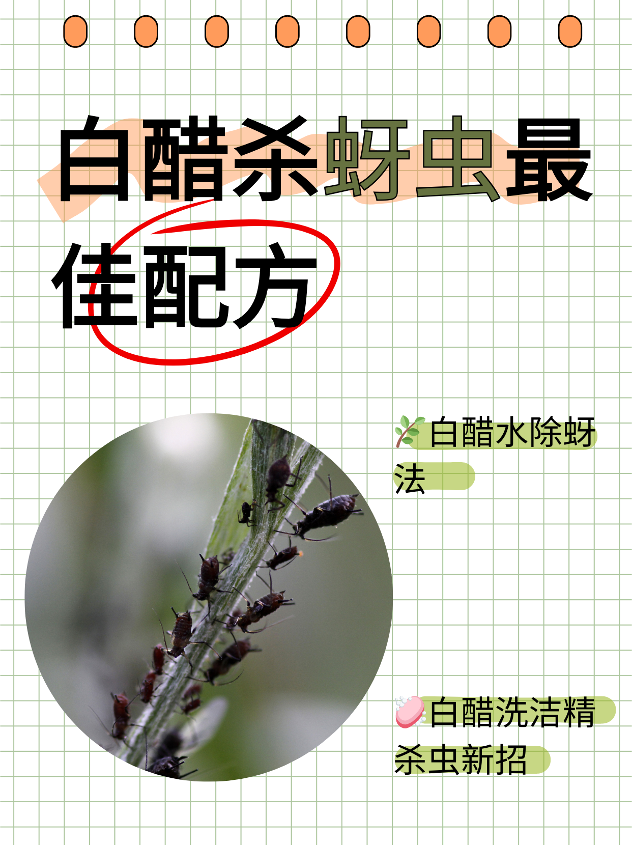 白醋杀蚜虫最佳配方  姐姐种的花长蚜虫了,问我白醋杀蚜虫最佳配方是