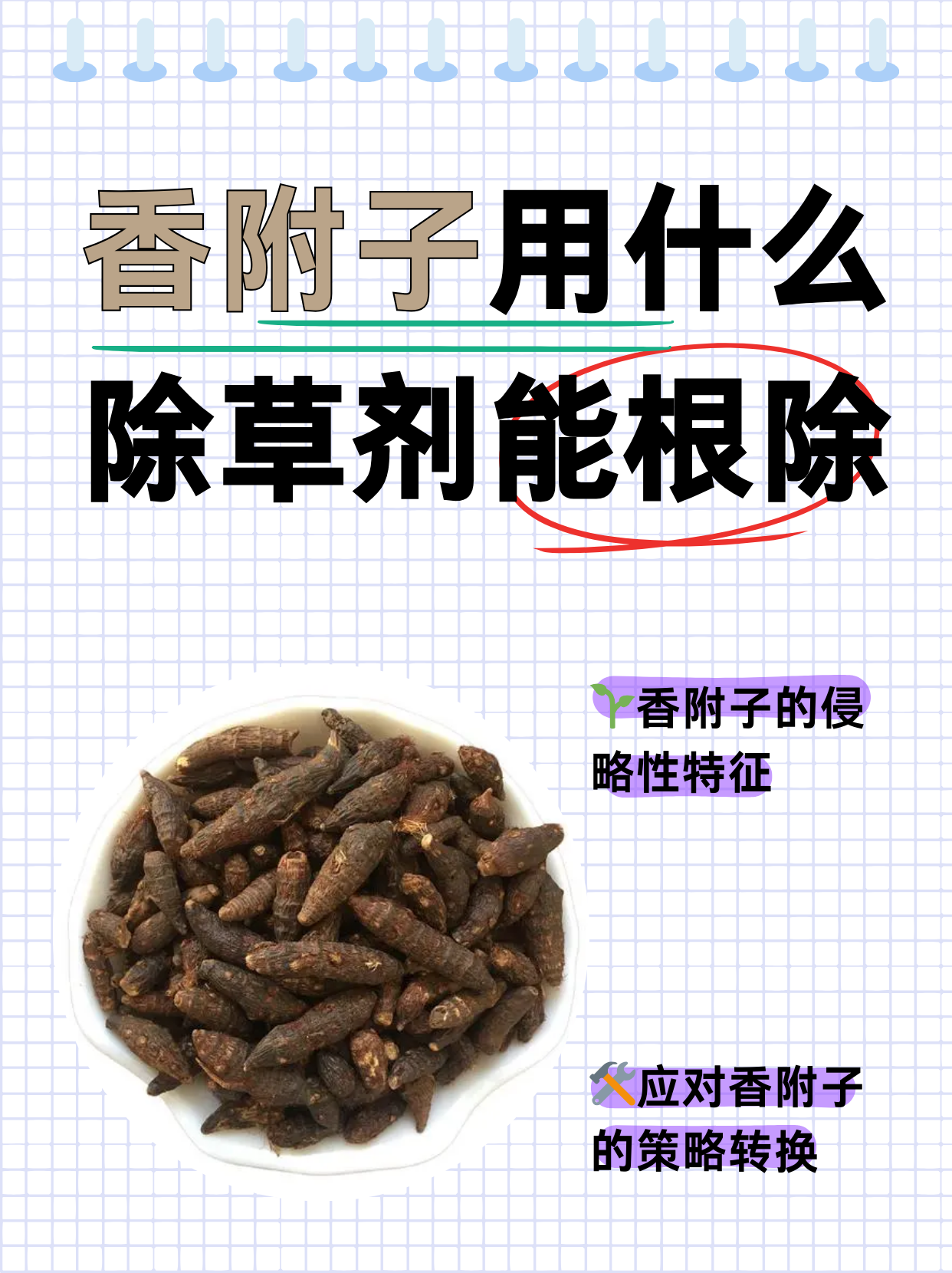 解决方案:块状根深埋土里 很难拔除 如果香附子少香附子的功效作用与