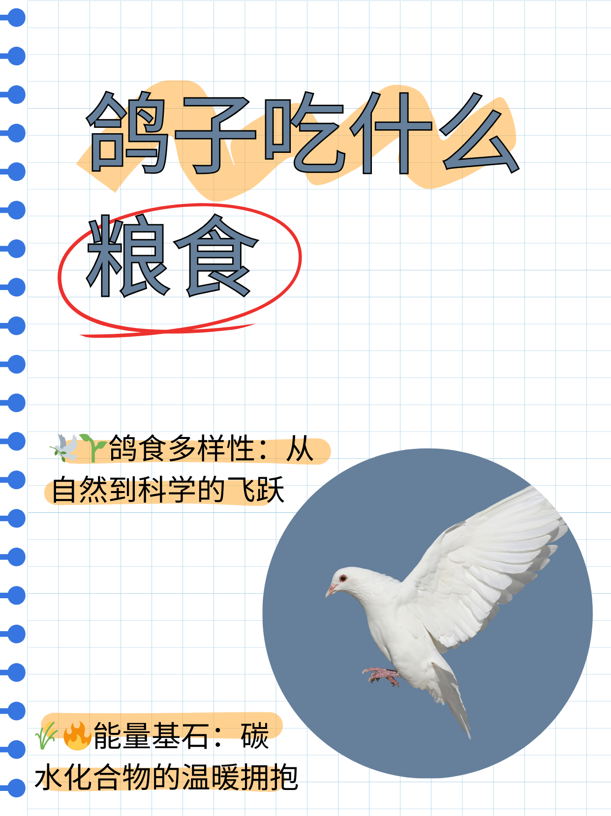 过去鸽子的食物以五谷杂粮,蔬菜为主,改革开放以后随着动物营养学