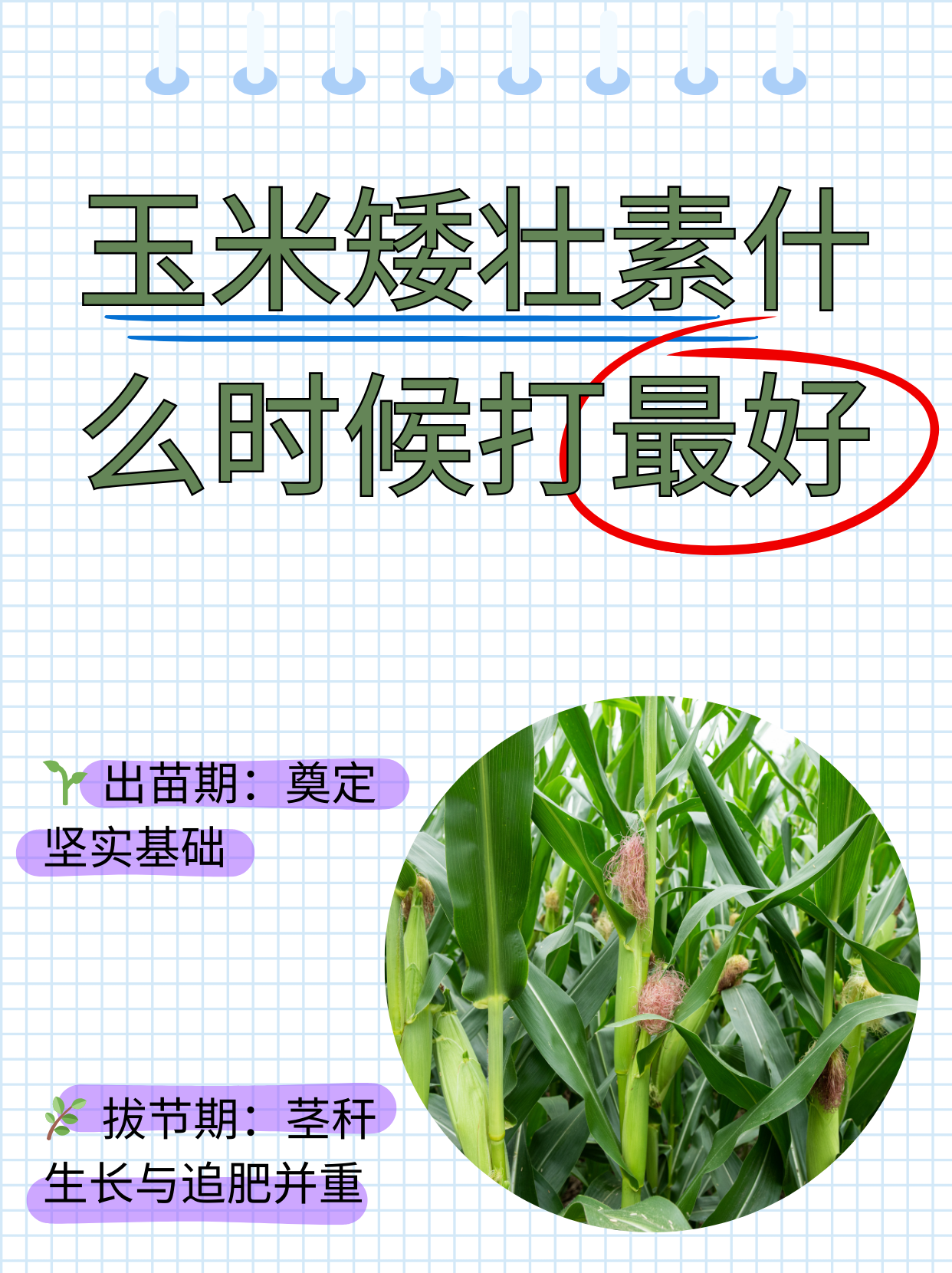 玉米矮壮素什么时候打最好  (1)出苗期:当玉米第一片绿叶从胚芽鞘中