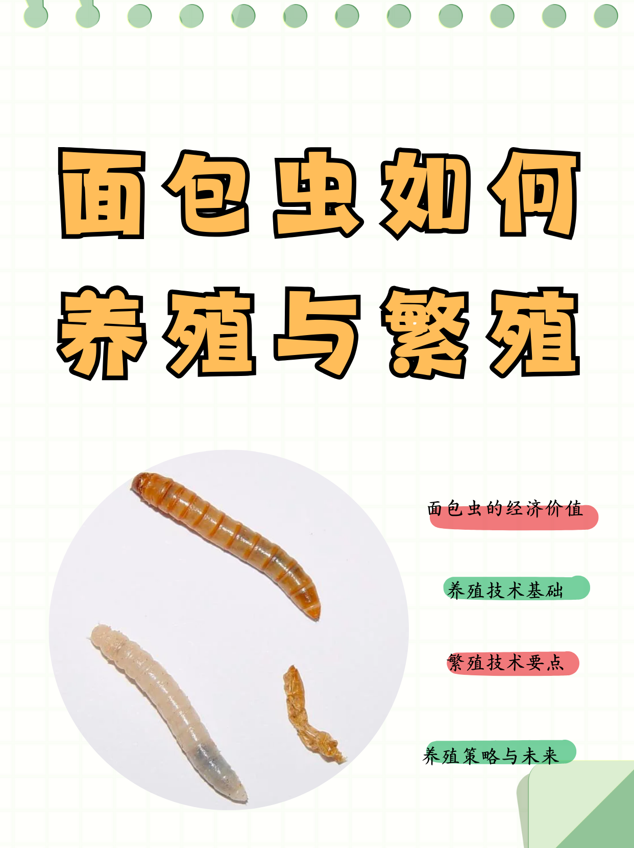 面包虫如何养殖与繁殖  面包虫,原名黄粉虫,是一种重要的经济昆虫