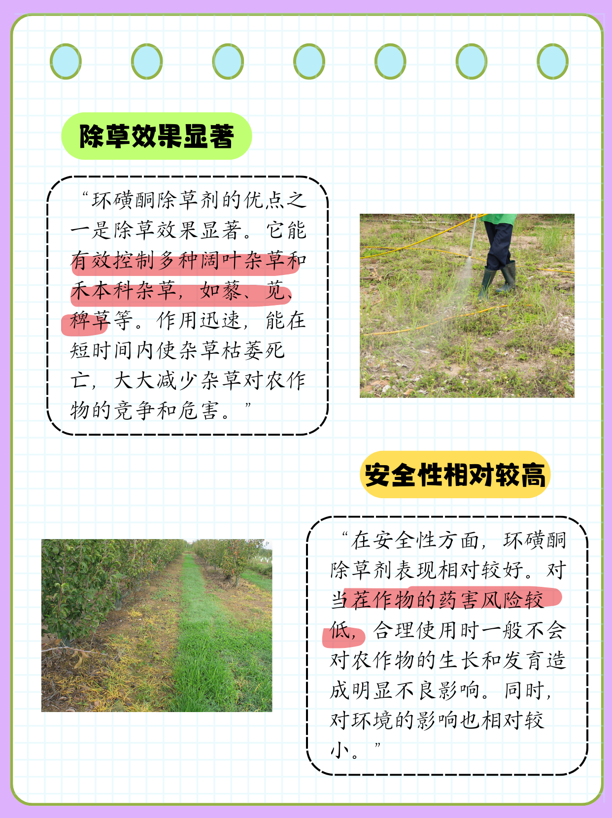 较于硝磺草酮的活性更高,可消灭的杂草种类更广,对于下茬作物没有药害