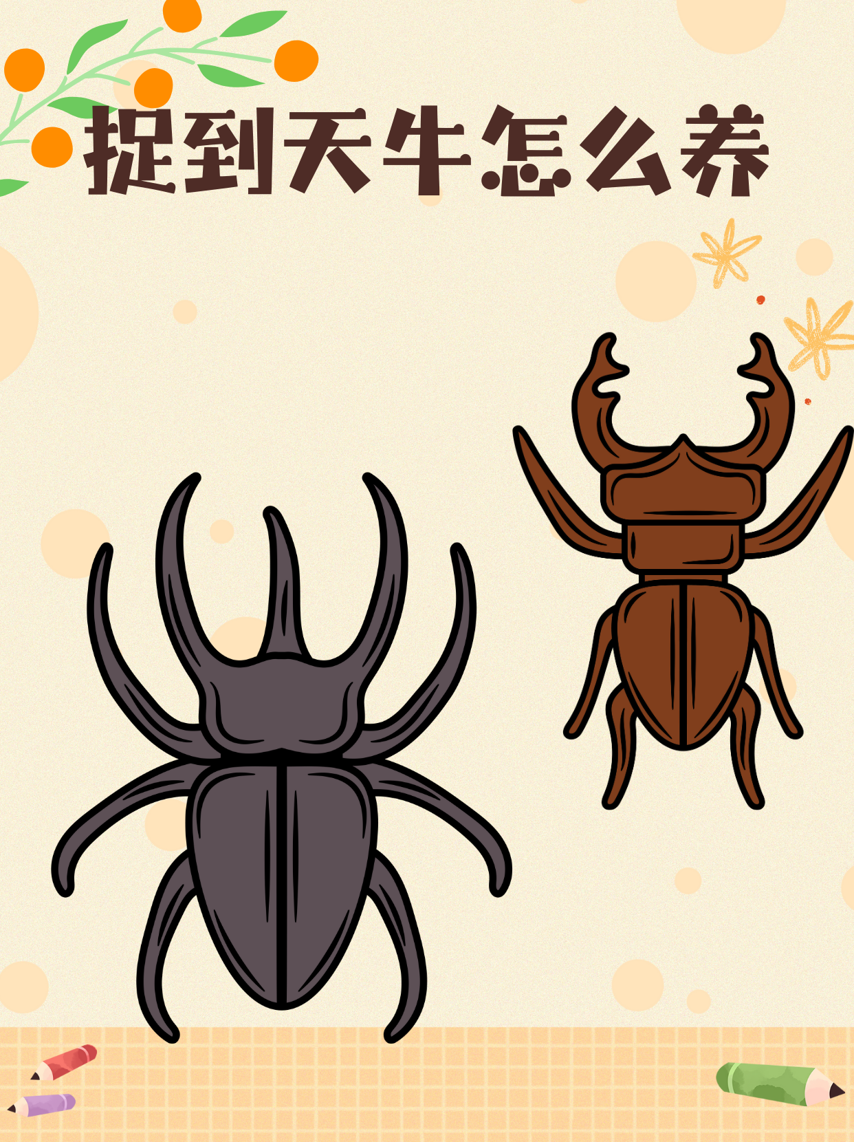 捉到天牛怎么养