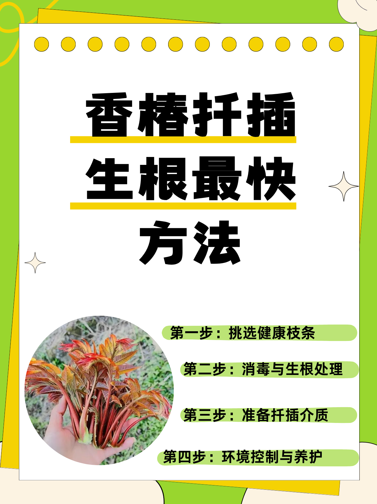 香椿扦插生根最快方法  第一步:挑选健康枝条 从母株上挑选一根生长