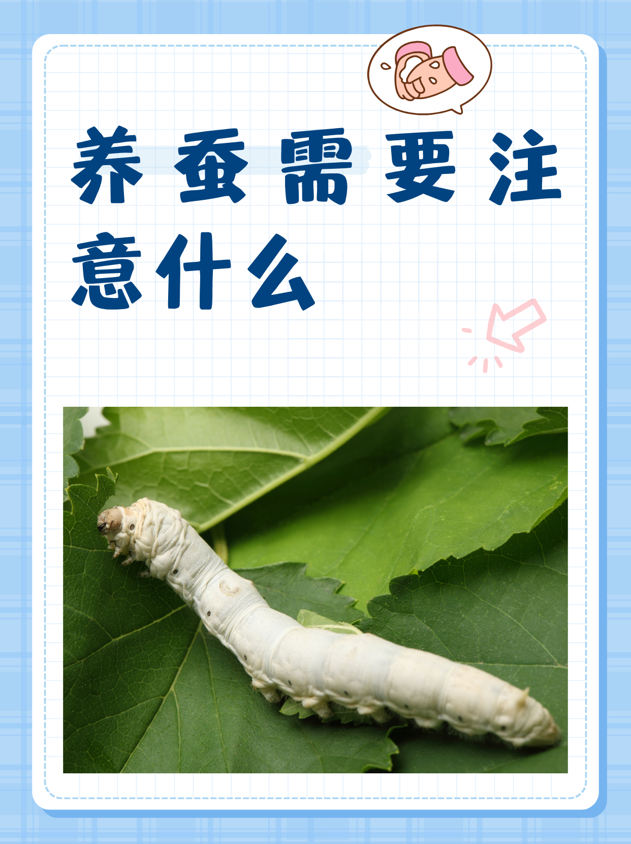 养蚕需要注意什么  养蚕注意事项: (一)蚕宝宝也是珍贵的生命,需要