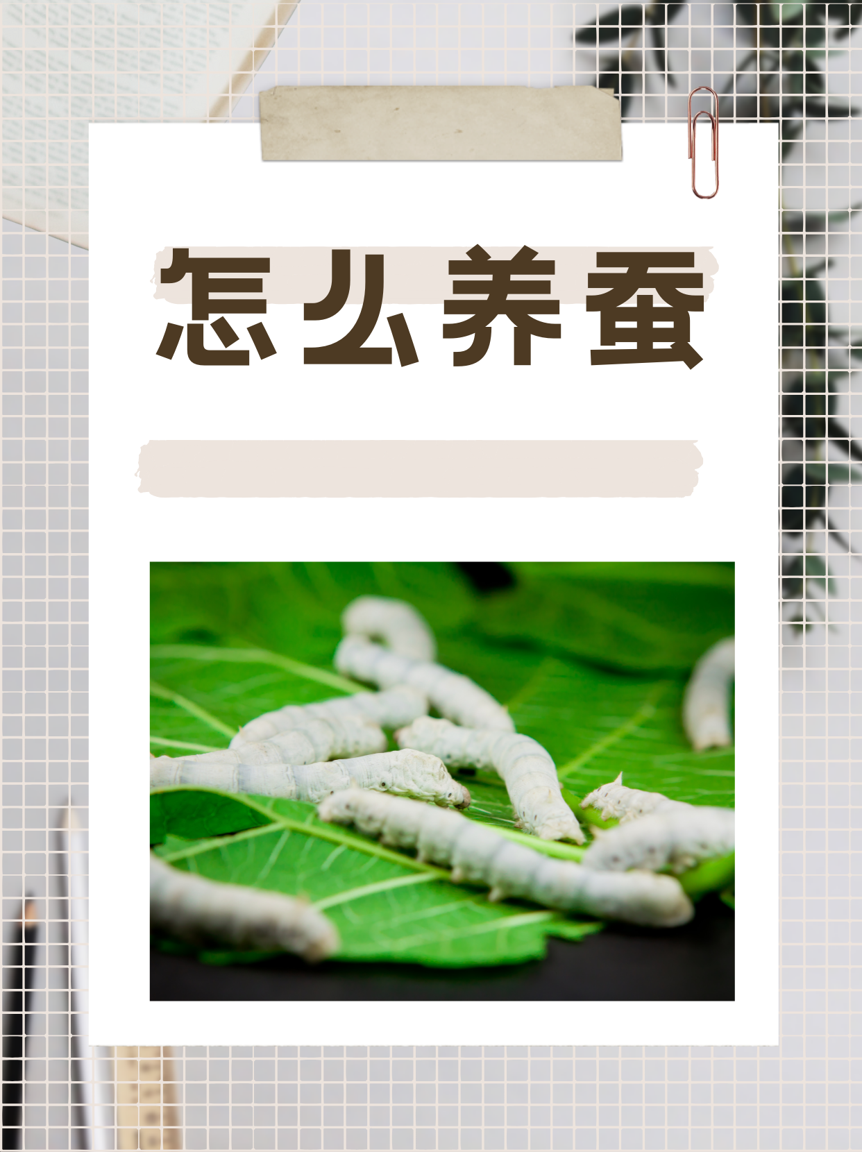 养蚕也有许多小技巧,收藏好!
