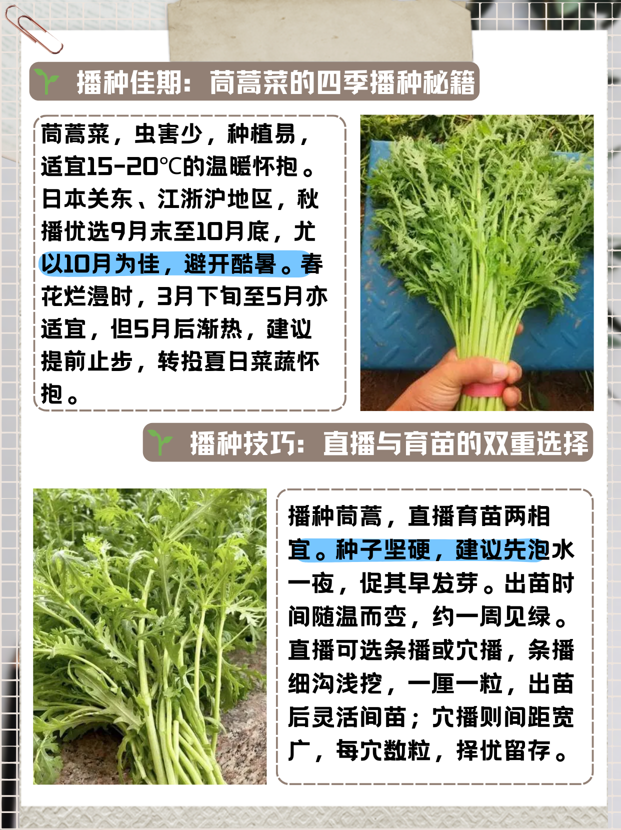 播种时间: 茼蒿菜基本不招虫,很好种,适合的生长温度是15