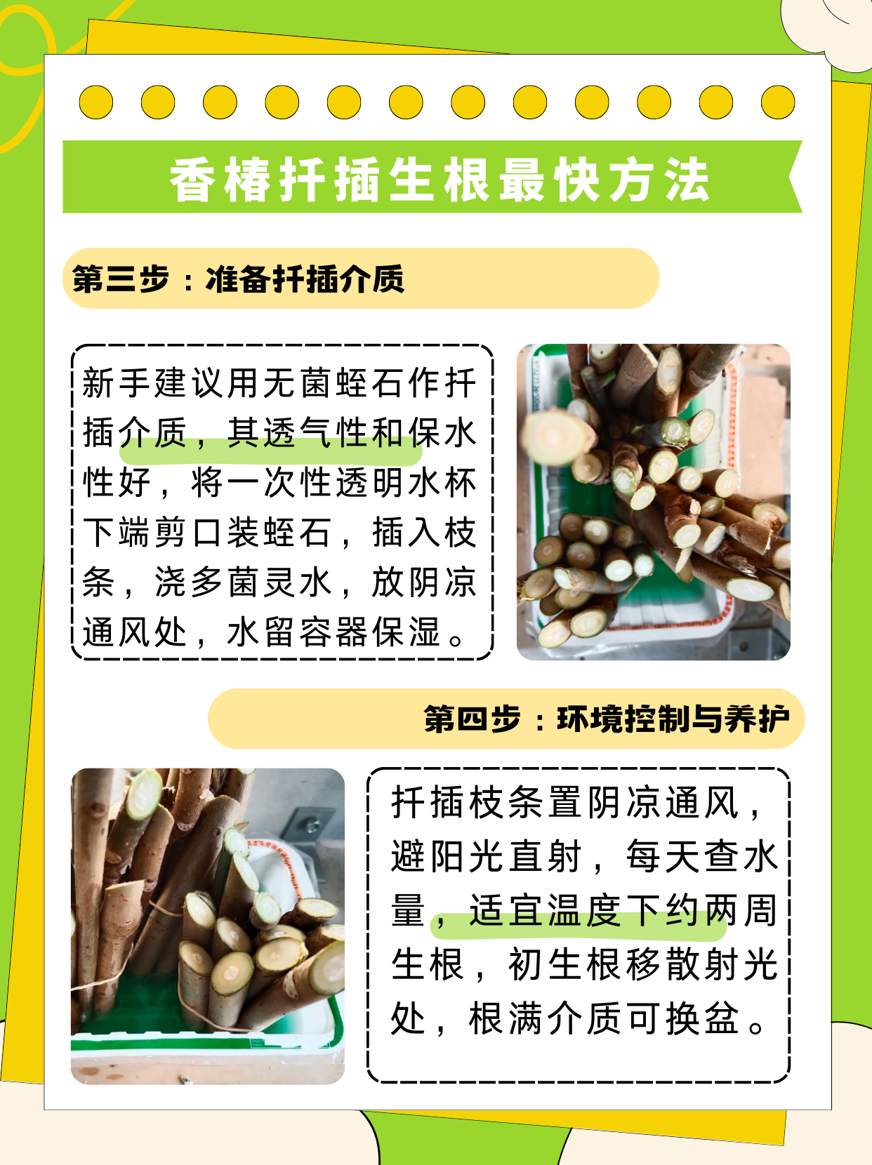 香椿扦插生根最快方法  第一步:挑选健康枝条 从母株上挑选一根生长