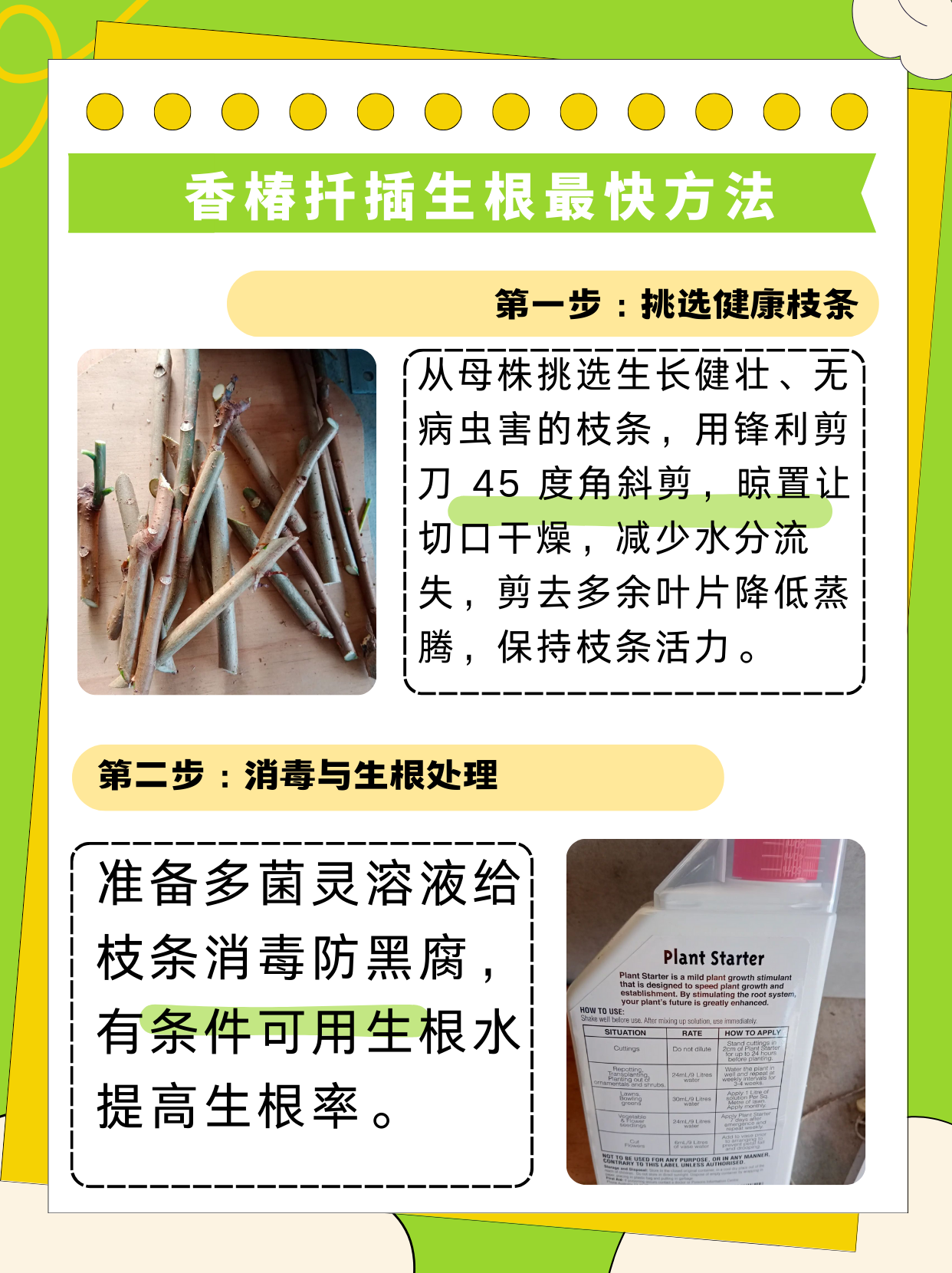 香椿扦插生根最快方法  第一步:挑选健康枝条 从母株上挑选一根生长