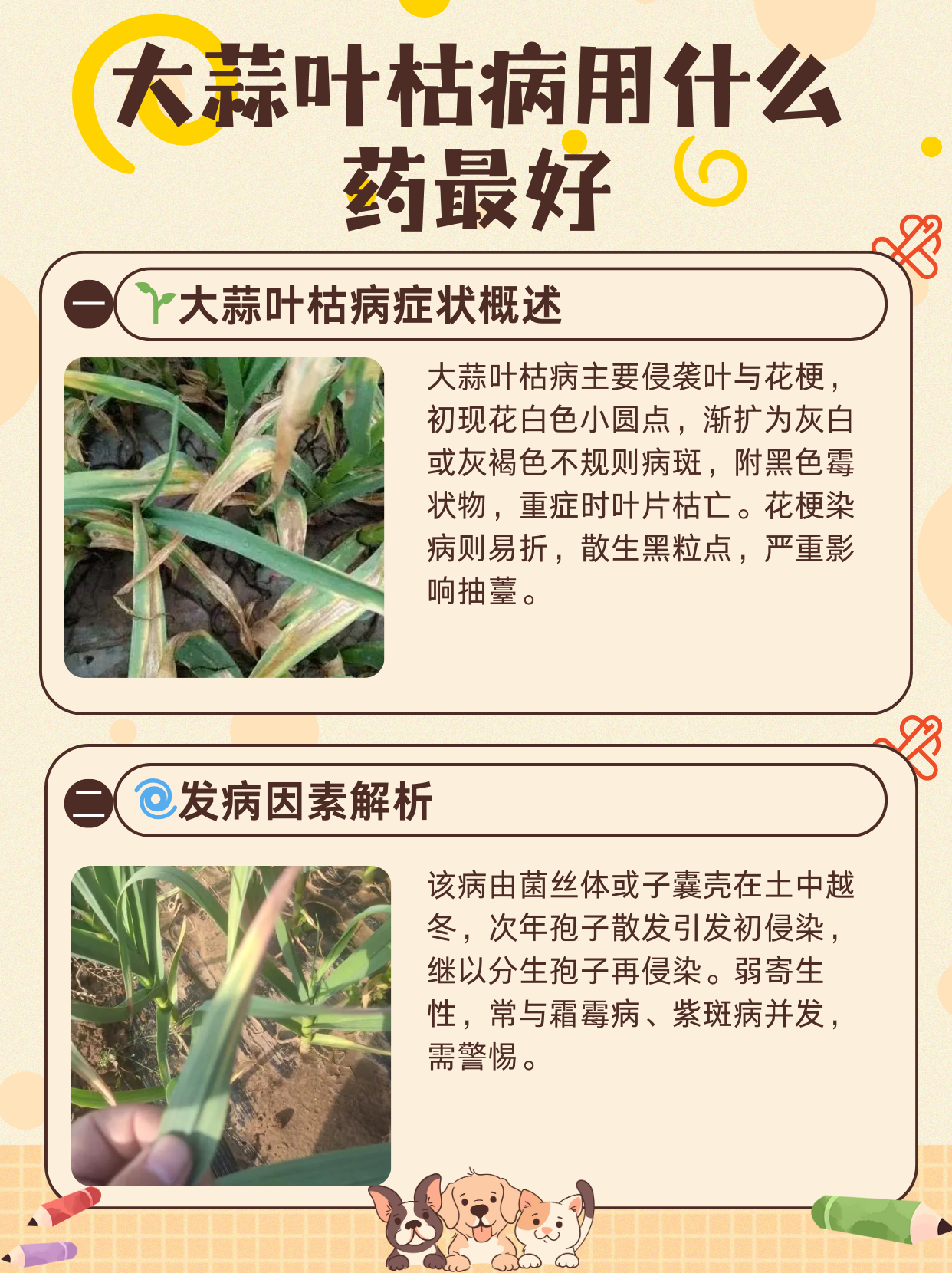 叶枯病最好治疗方法图片