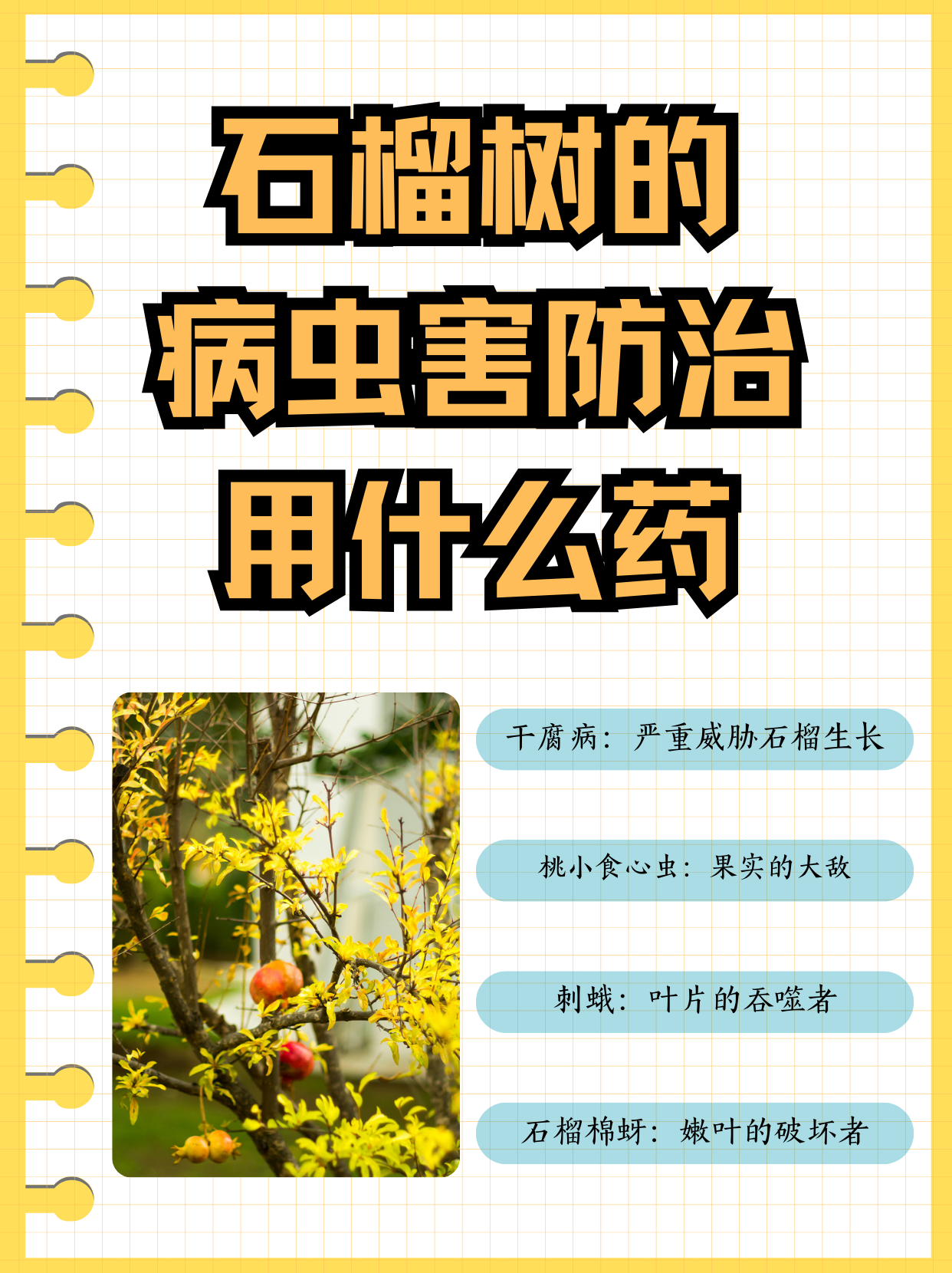 石榴树的病虫害防治用什么药  一,干腐病 危害石榴的花蕾,花,果实和